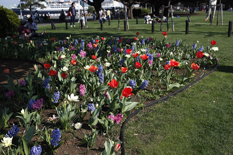 山下公園「球根ミックス花壇」