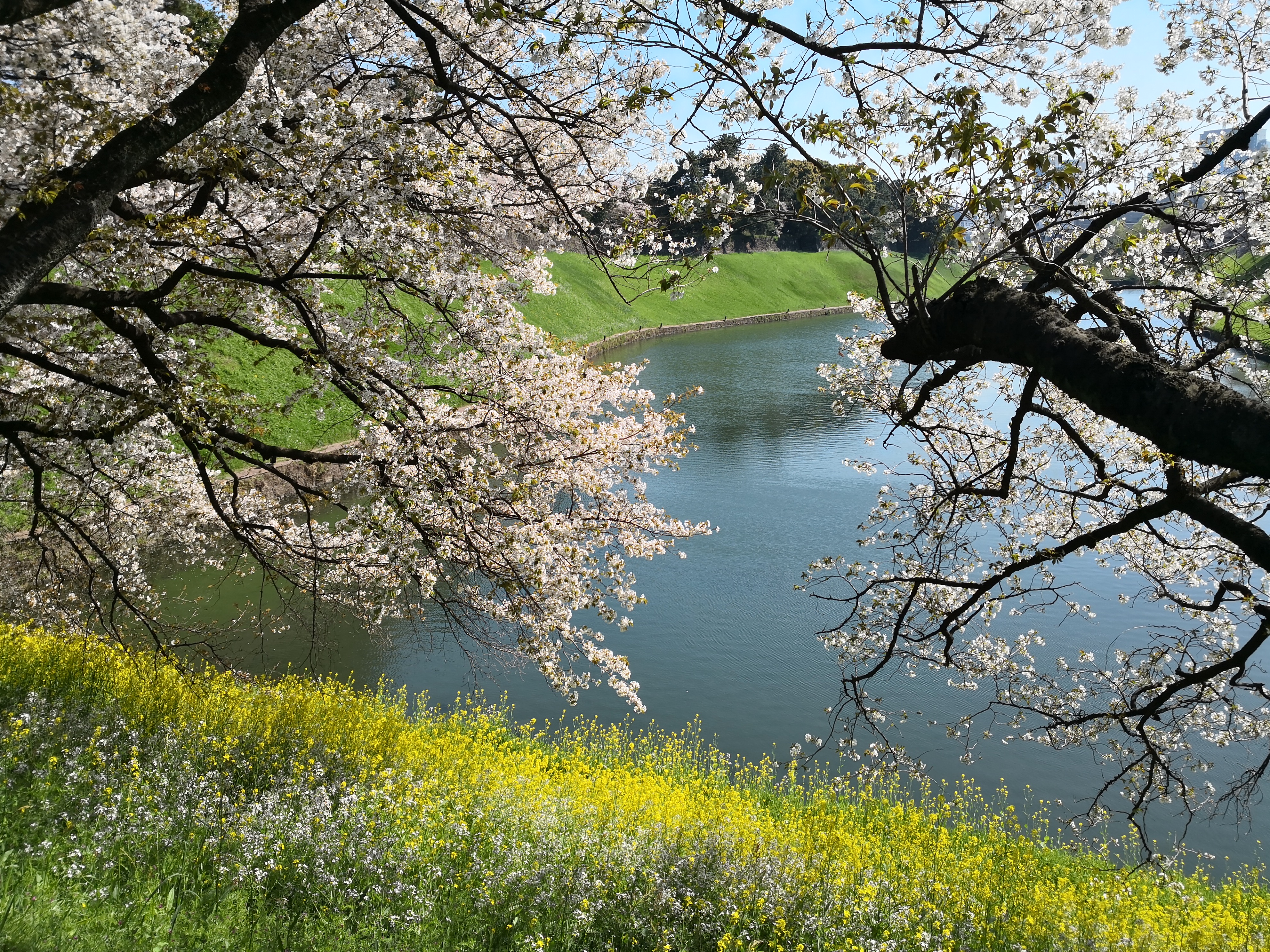 HUAWEI Mate 10 Pro / 27mm相当 / F1.6 / 1/1,800秒 / ±0.0EV / ISO 50