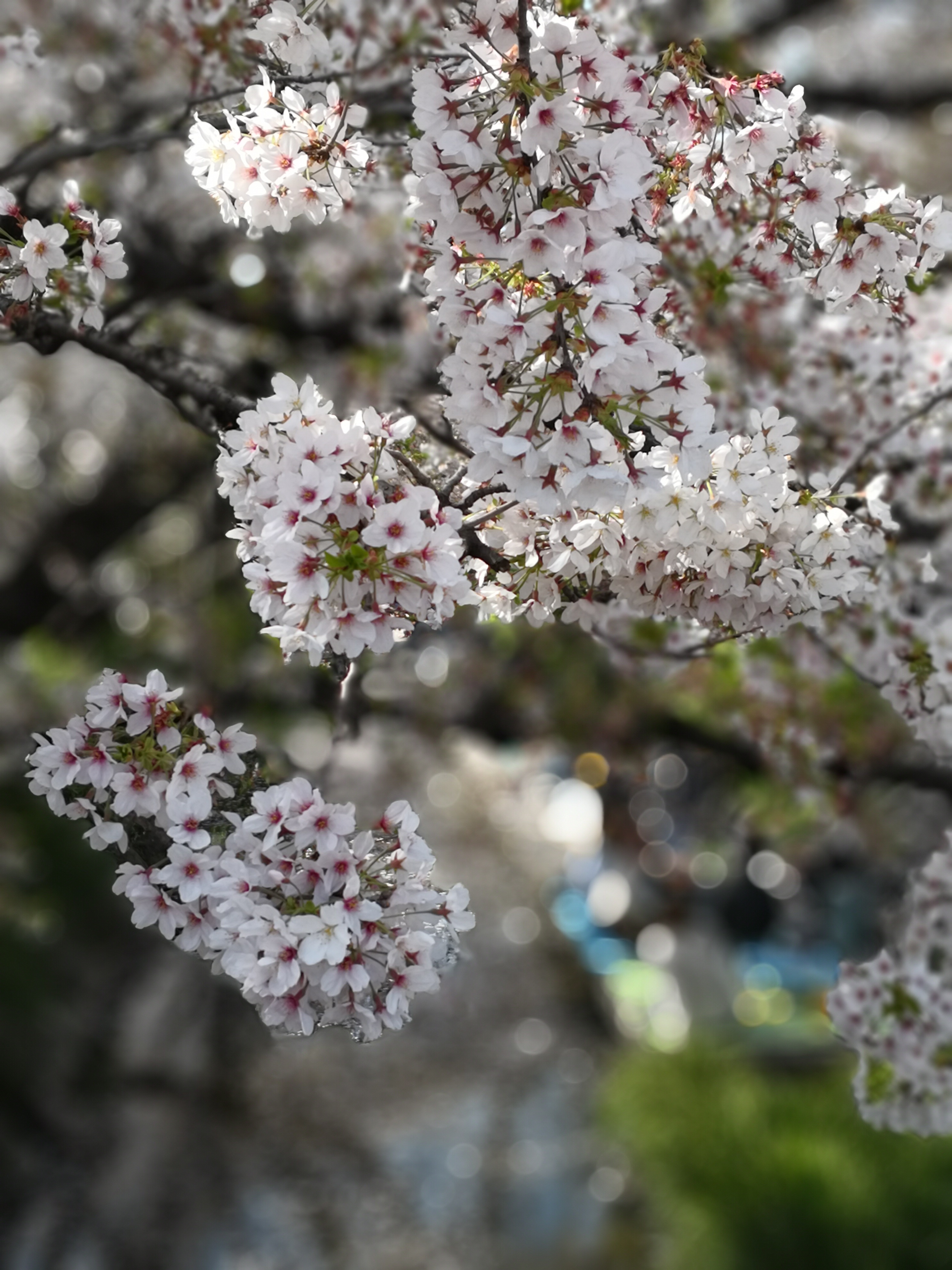 HUAWEI Mate 10 Pro / 54mm相当 / F0.95 / 1/800秒 / ±0.0EV / ISO 50