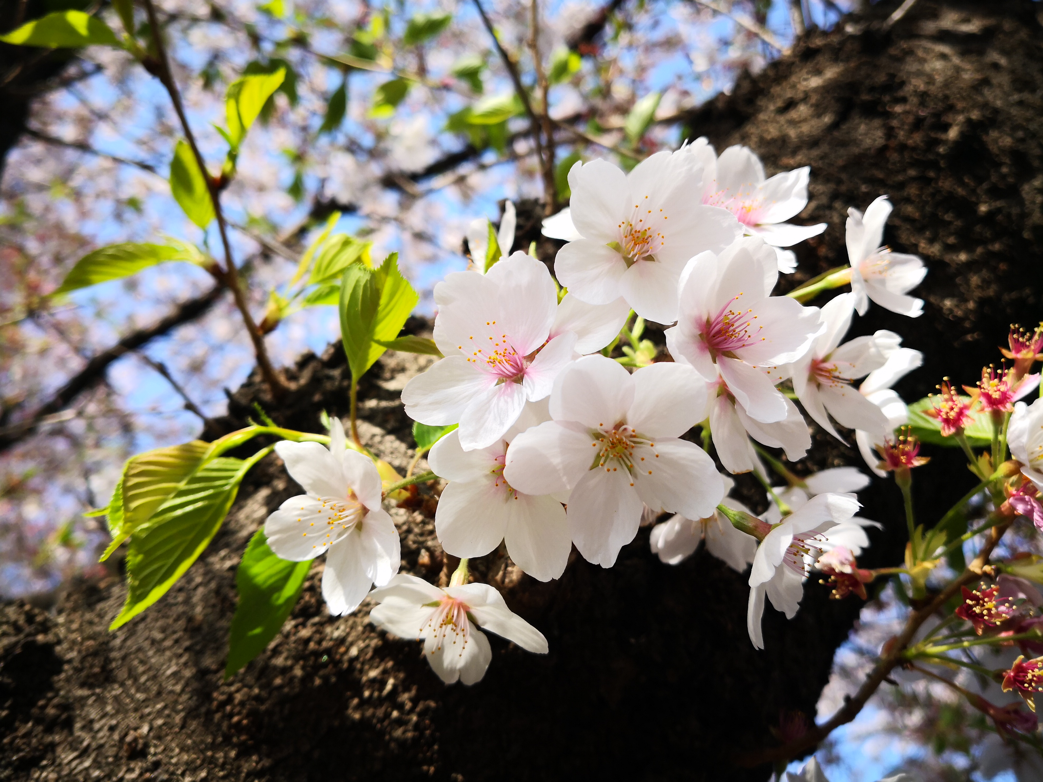 HUAWEI Mate 10 Pro / 27mm相当 / F1.6 / 1/900秒 / ±0.0EV / ISO 80