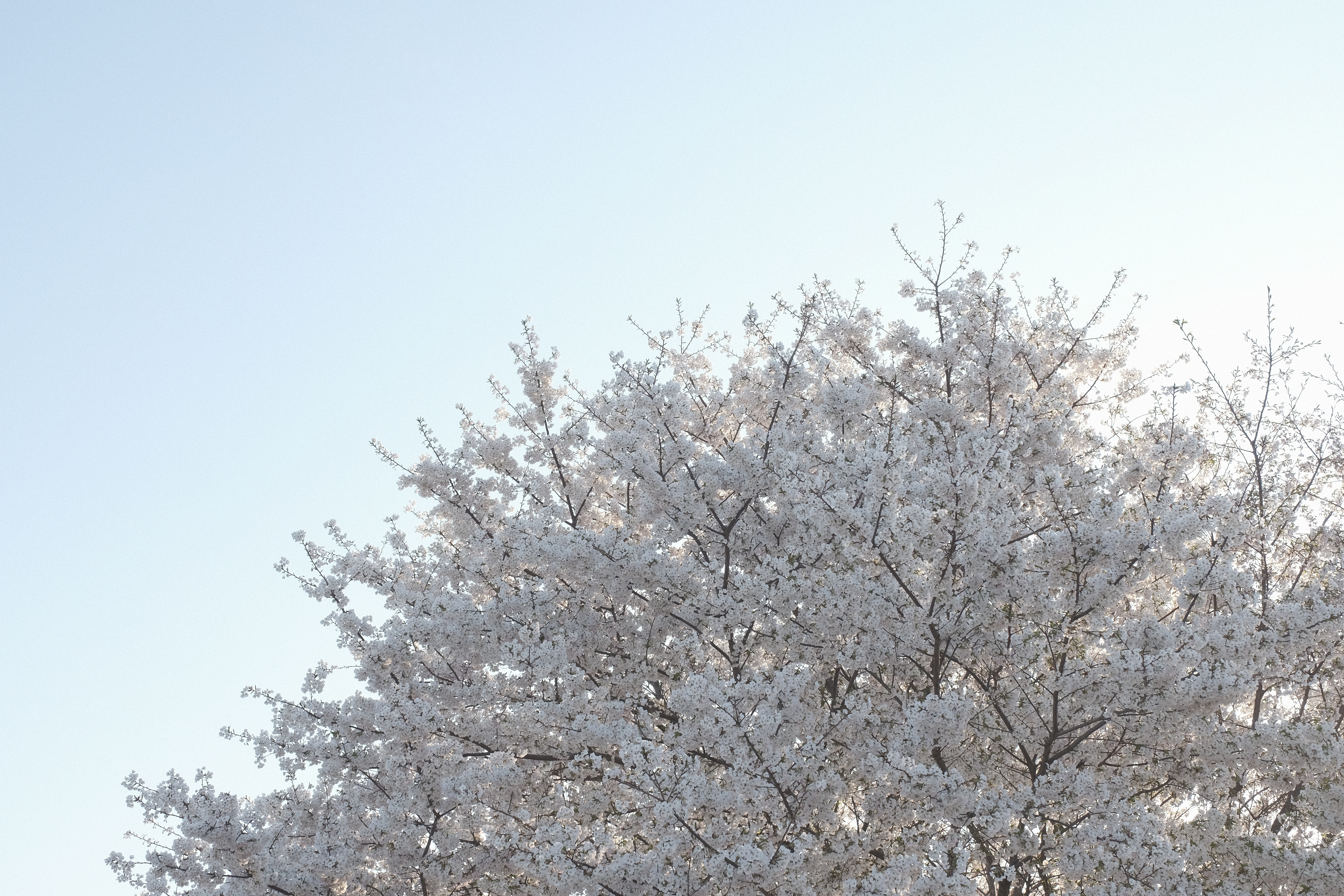 FUJIFILM X-H1 / XF16-55mmF2.8 R LM WR / 1/350秒 / F5 / +2.3EV / ISO 400 / 絞り優先AE / 27.4mm / ETERNA