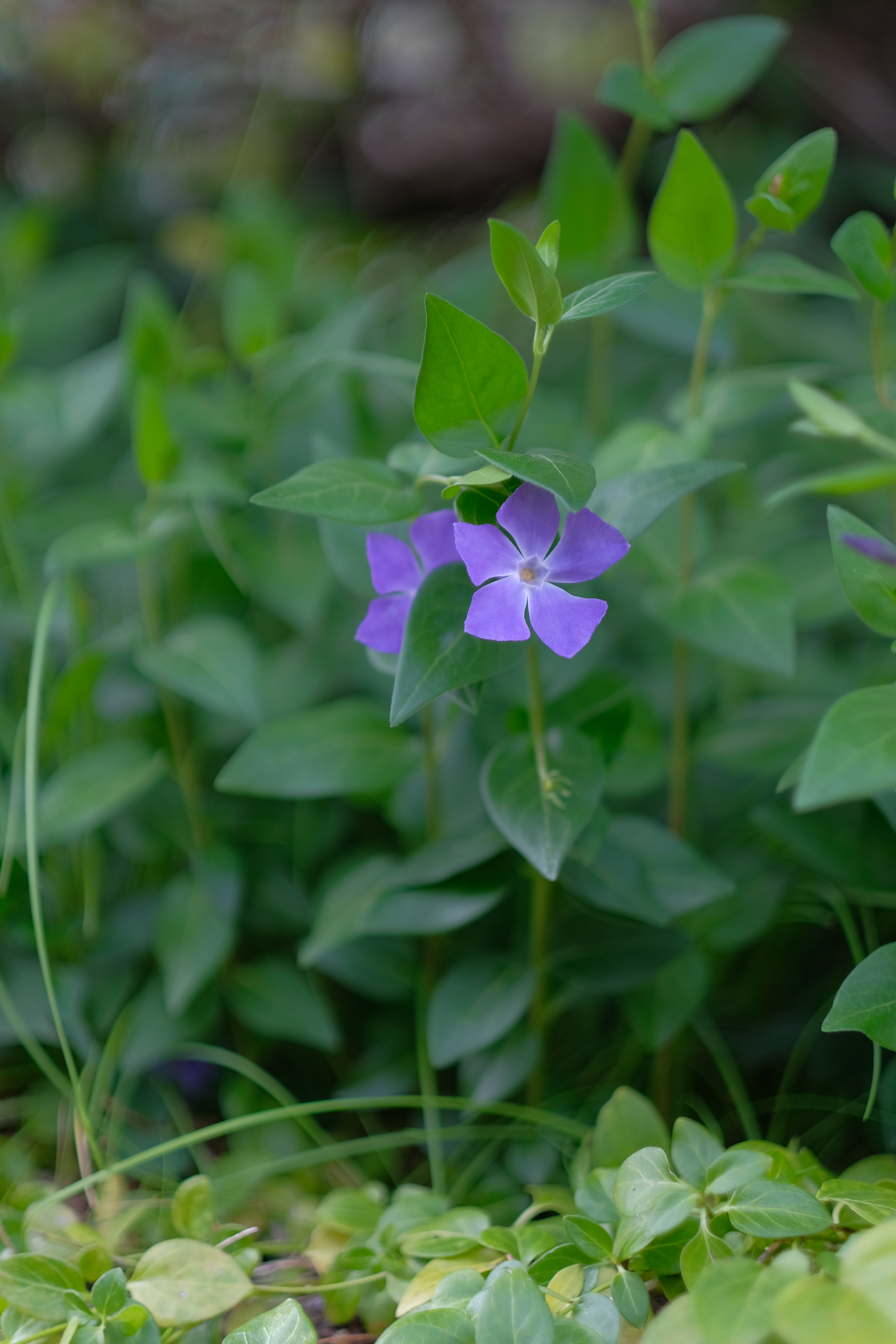 FUJIFILM X-H1 / XF56mmF1.2 R / 1/1,700秒 / F1.2 / 0EV / ISO 200 / 絞り優先AE / 56mm / PROVIA
