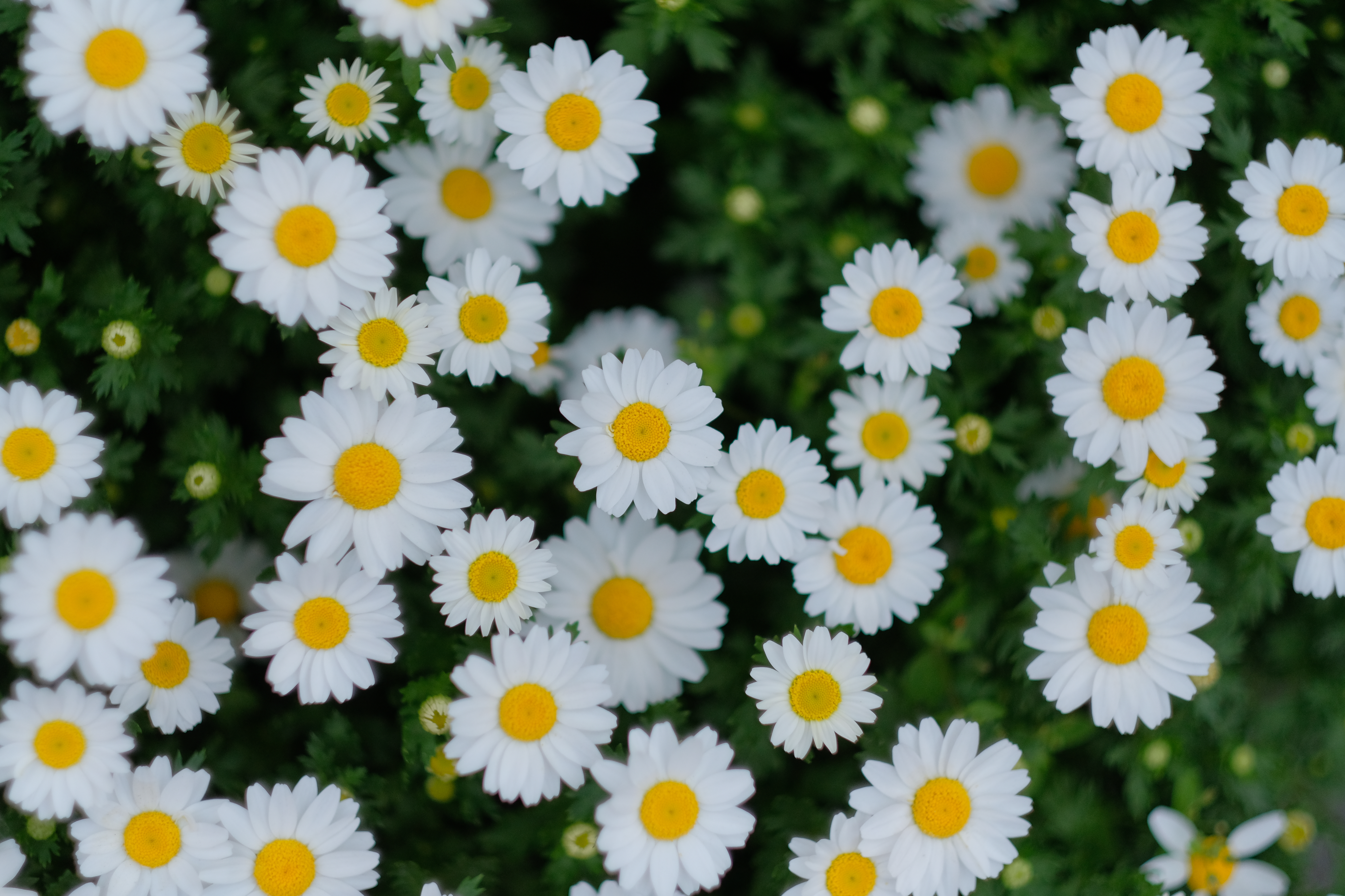 FUJIFILM X-H1 / XF56mmF1.2 R / 1/5,000秒 / F1.4 / +0.3EV / ISO 400 / 絞り優先AE / 56mm / PROVIA