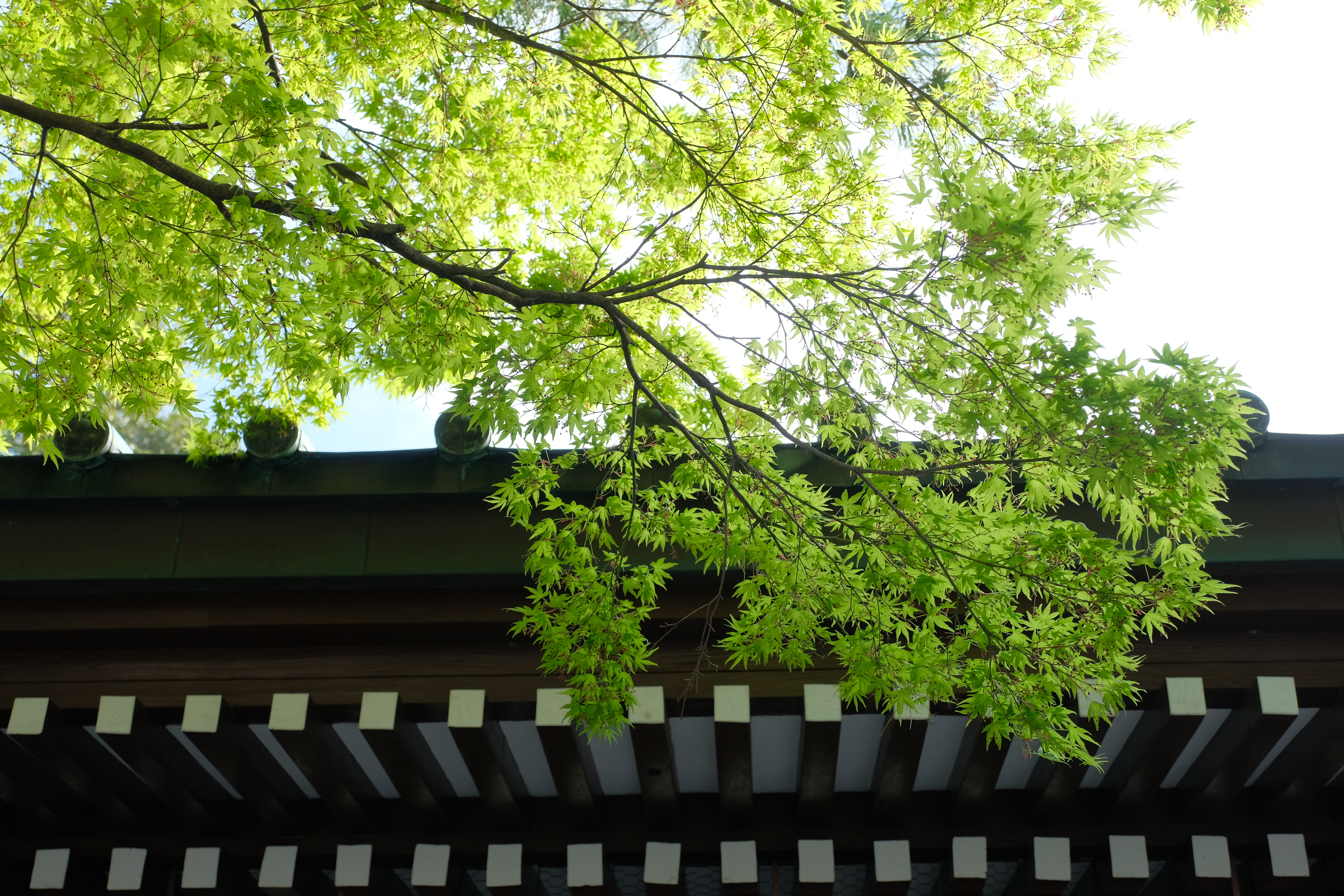 FUJIFILM X-H1 / XF16-55mmF2.8 R LM WR / 1/300秒 / F4 / +1EV / ISO 400 / 絞り優先AE / 29.2mm / PROVIA