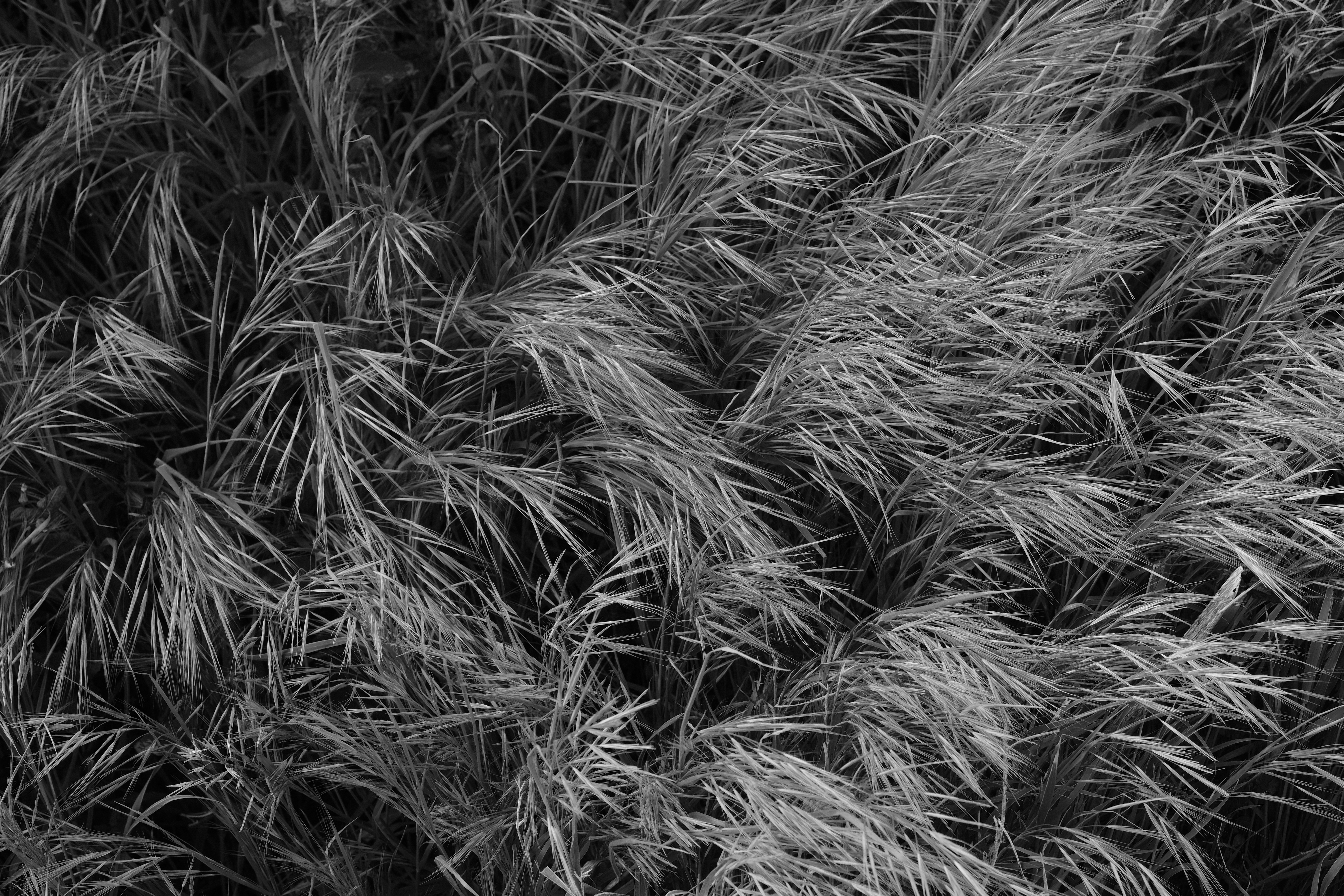 FUJIFILM X-H1 / XF16-55mmF2.8 R LM WR / 1/160秒 / F5 / -0.3EV / ISO 200 / 絞り優先AE / 35.3mm / ACROS＋Rフィルター