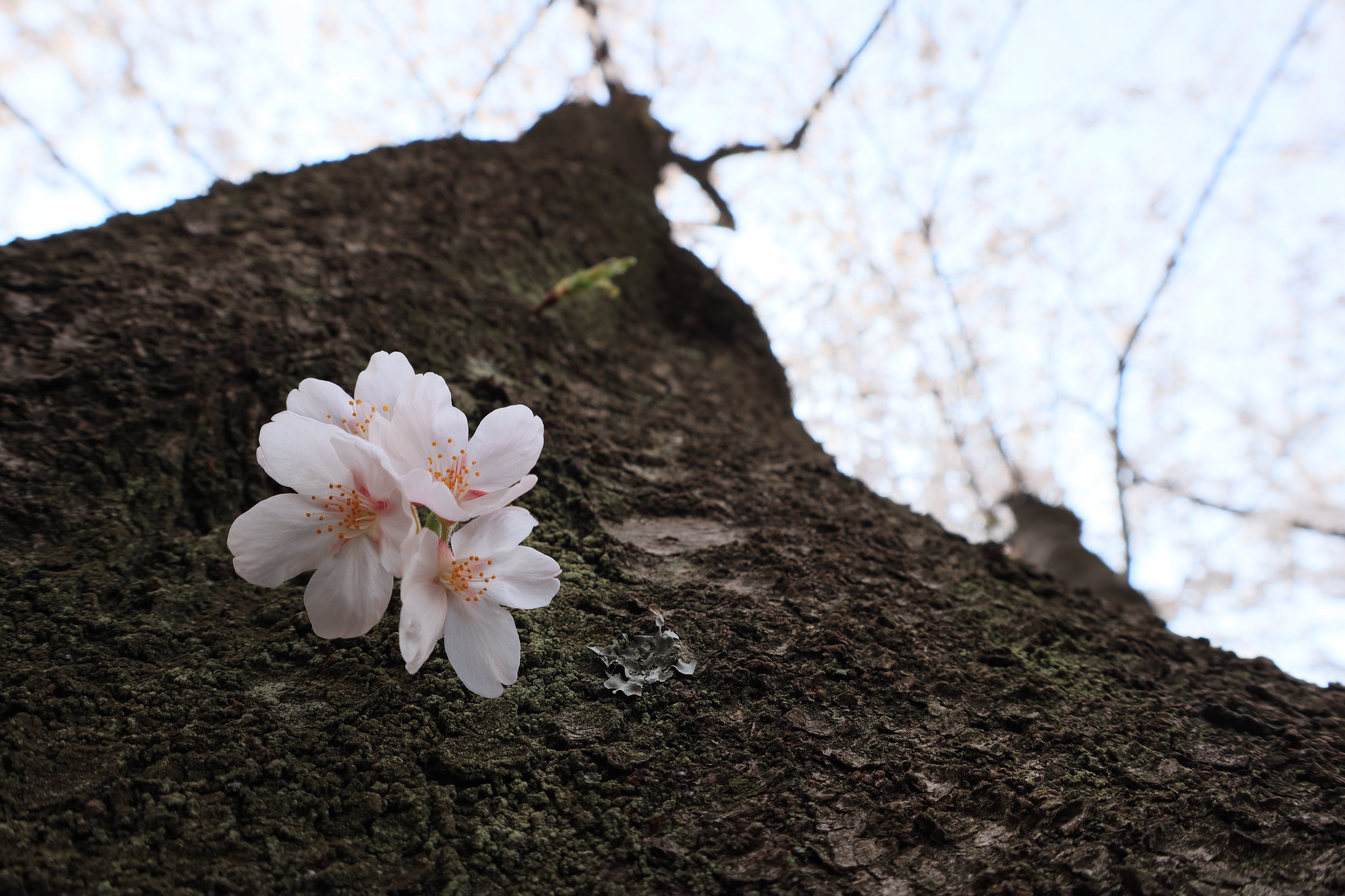 EOS Kiss M / EF-M15-45mm F3.5-6.3 IS STM / 1/160秒 / F8 / +0.7EV / ISO 200 / 絞り優先AE / 15mm
