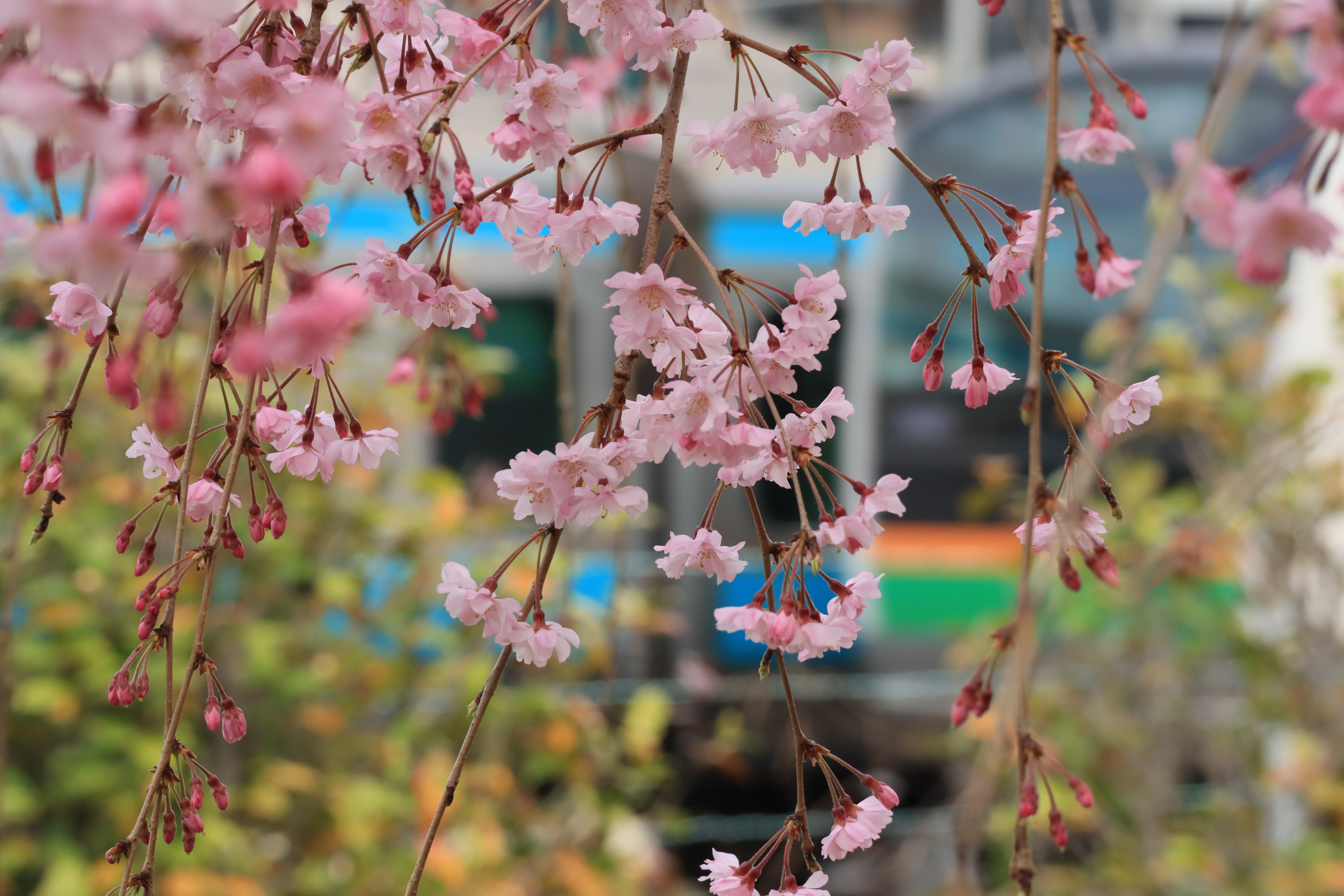 EOS Kiss M / EF-M55-200mm F4.5-6.3 IS STM / 1/320秒 / F11 / +0.3EV / ISO 640 / 絞り優先AE / 135mm