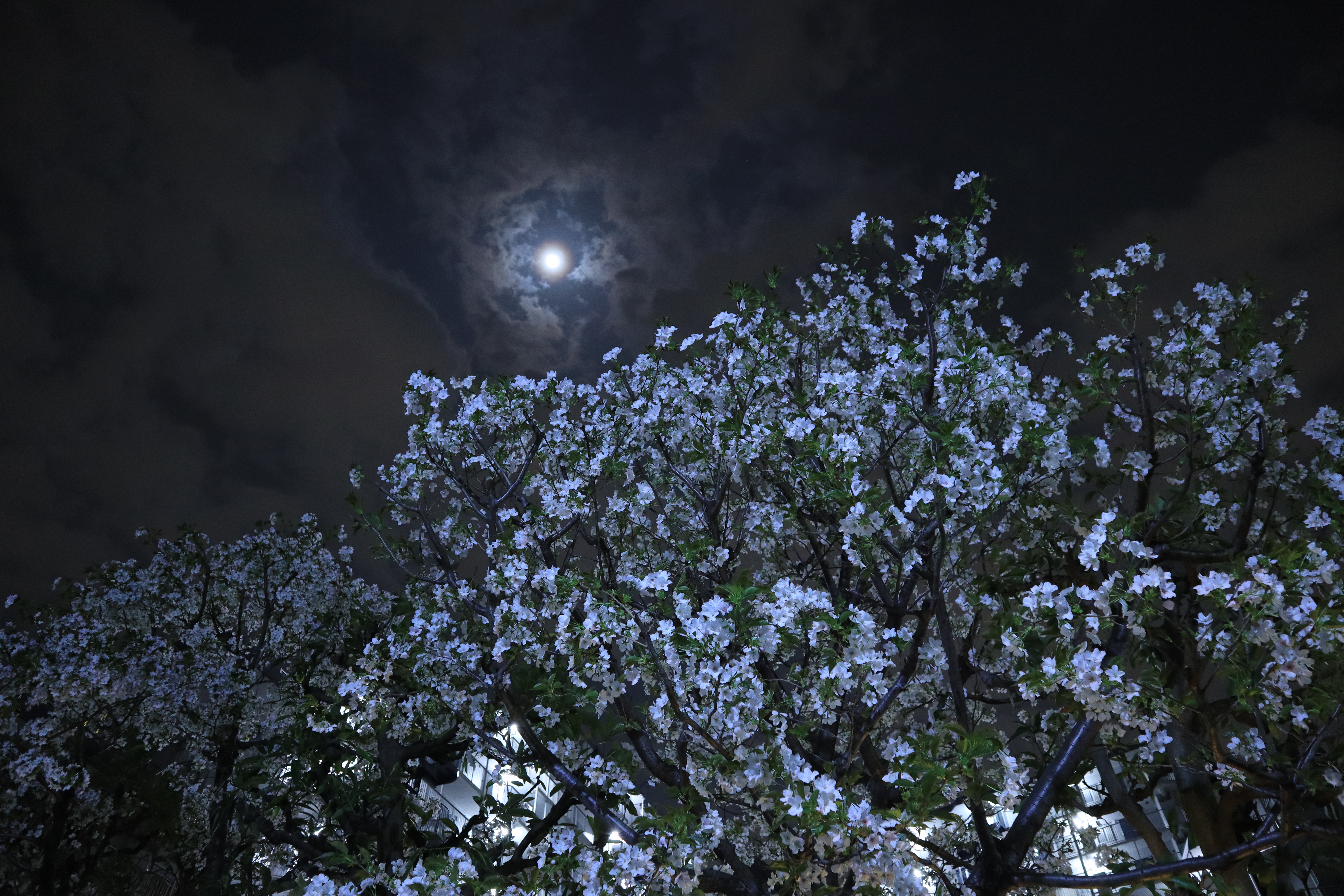 EOS Kiss M / EF-M15-45mm F3.5-6.3 IS STM / 1/5秒 / F4 / 0EV / ISO 1600 / 絞り優先AE / 15mm