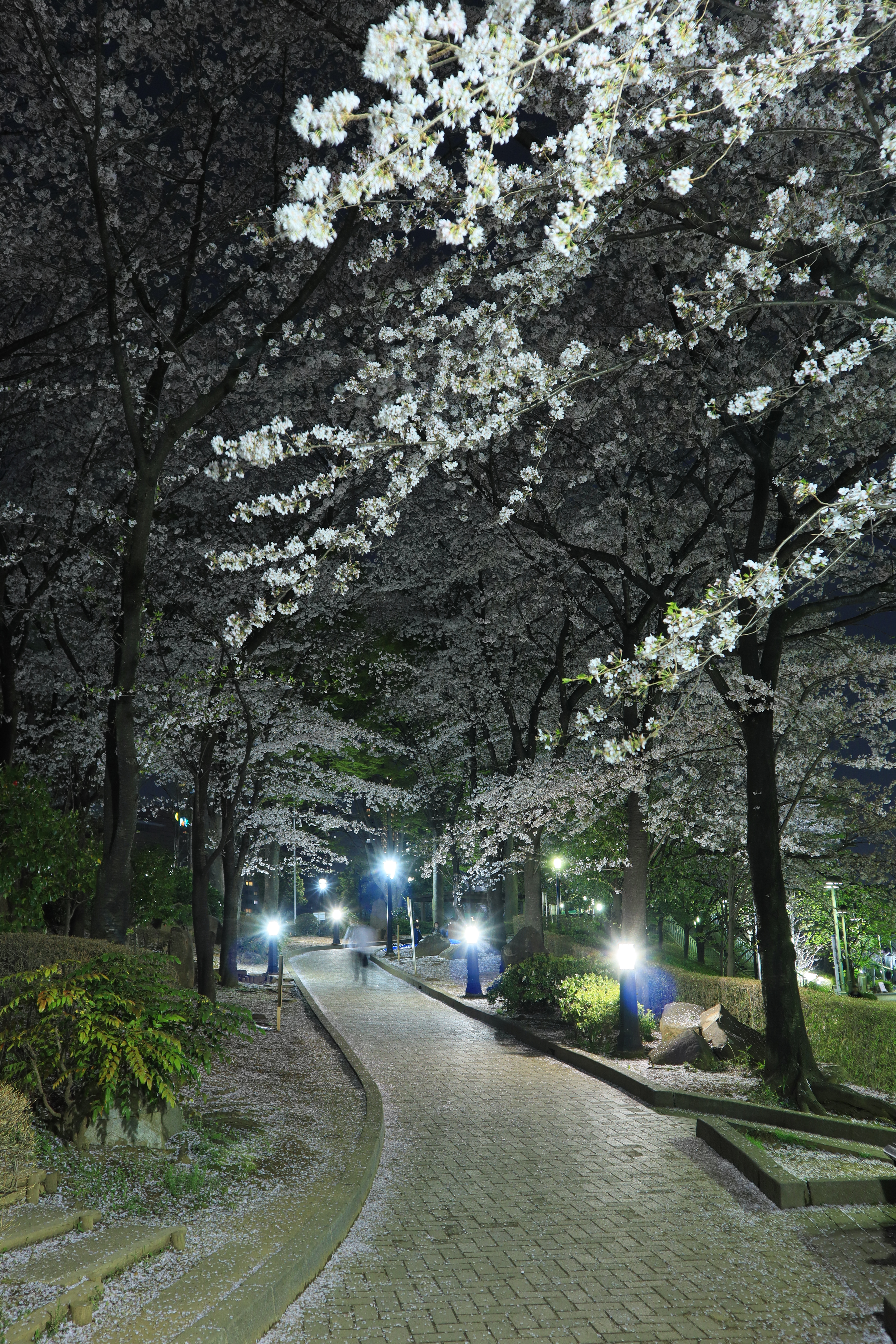 EOS Kiss M / EF-M15-45mm F3.5-6.3 IS STM / 2秒 / F5.6 / +0.3EV / ISO 200 / 絞り優先AE / 20mm