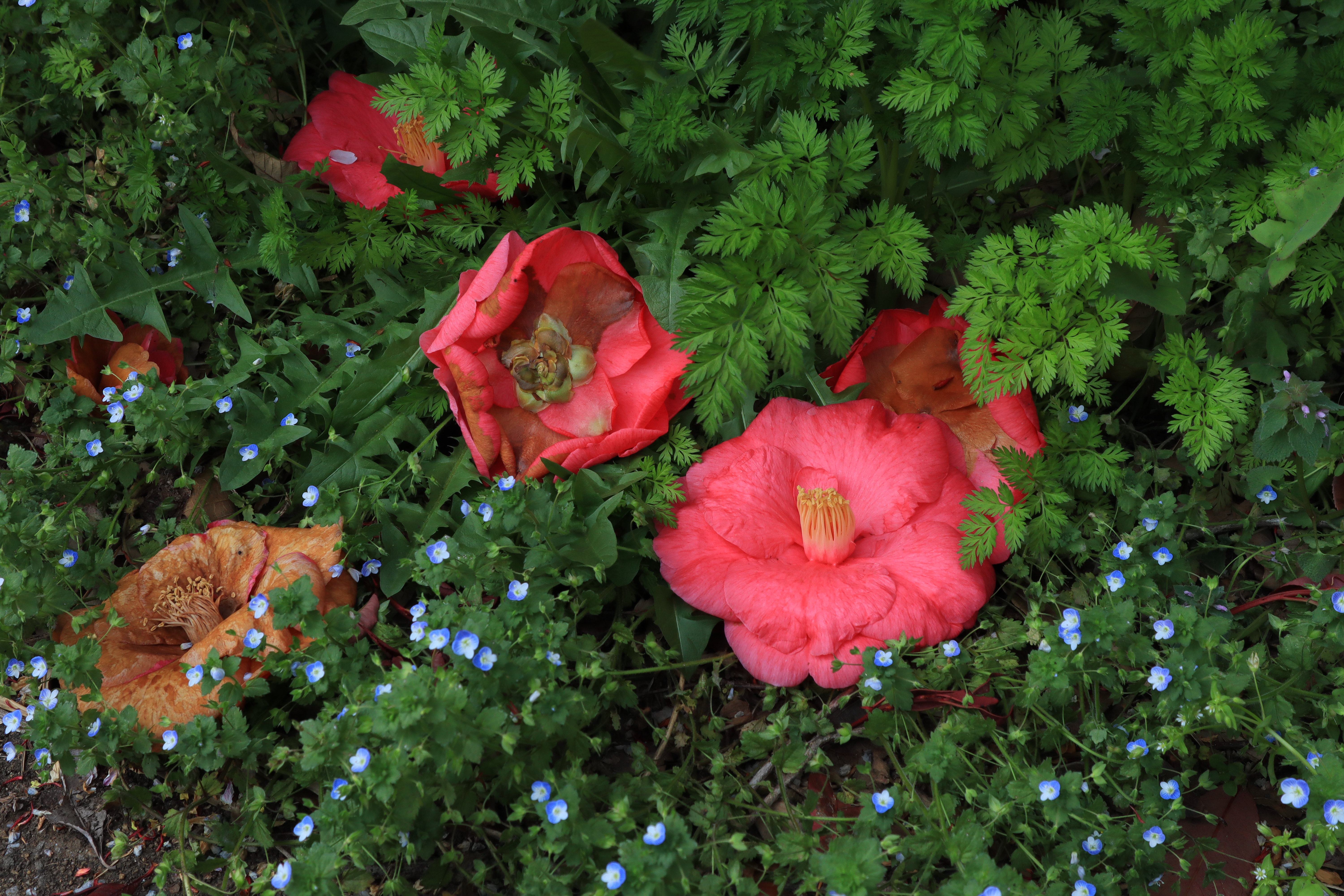 RAWで撮影してカメラ内現像したもの。EOS Kiss M / EF-M15-45mm F3.5-6.3 IS STM / 1/100秒 / F11 / -0.7EV / ISO 200 / 絞り優先AE / 32mm