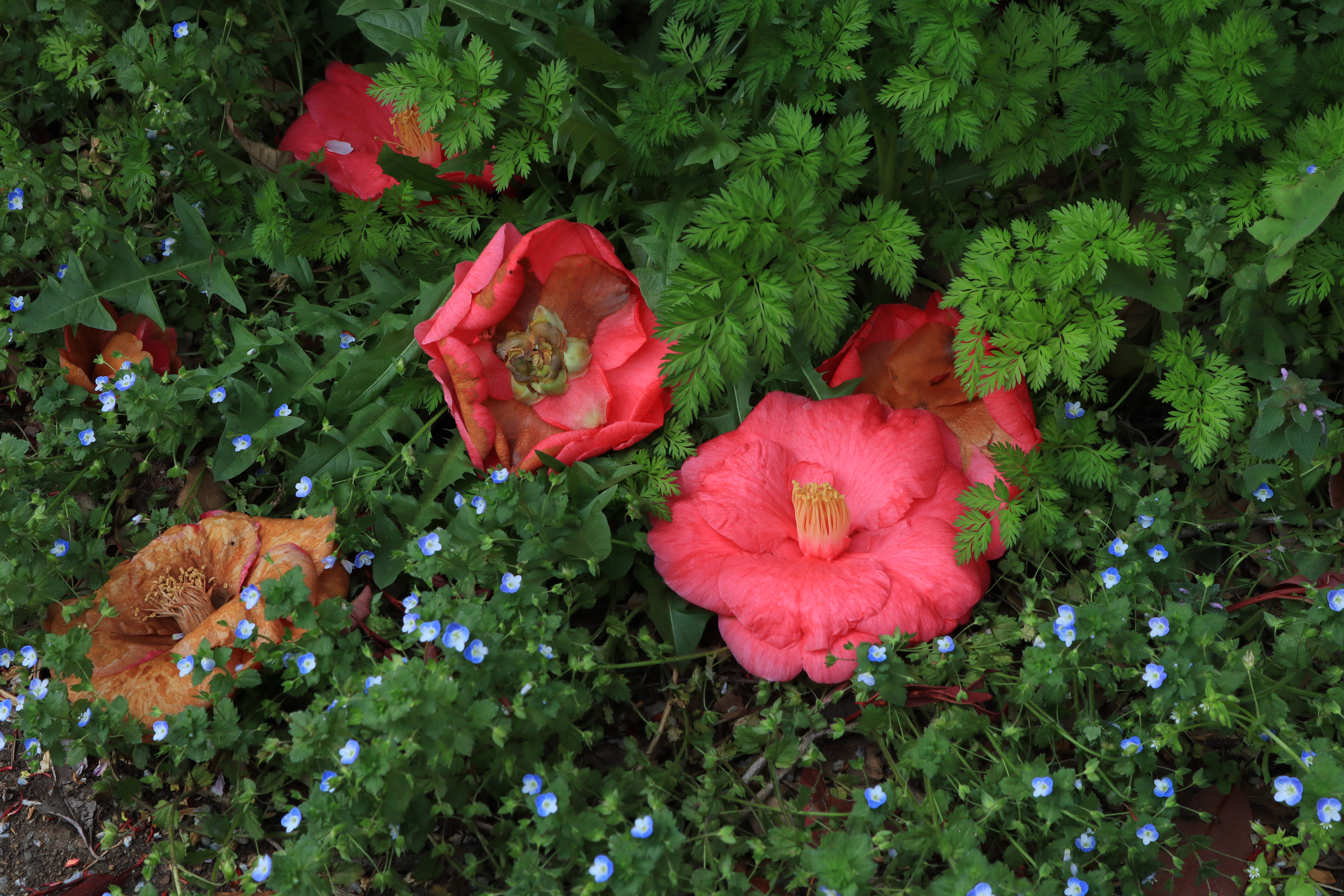 C-RAWで撮影してカメラ内現像したもの。EOS Kiss M / EF-M15-45mm F3.5-6.3 IS STM / 1/100秒 / F11 / -0.7EV / ISO 200 / 絞り優先AE / 32mm