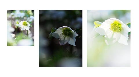 撮影：吉住志穂