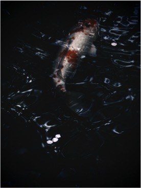 撮影：木村琢磨