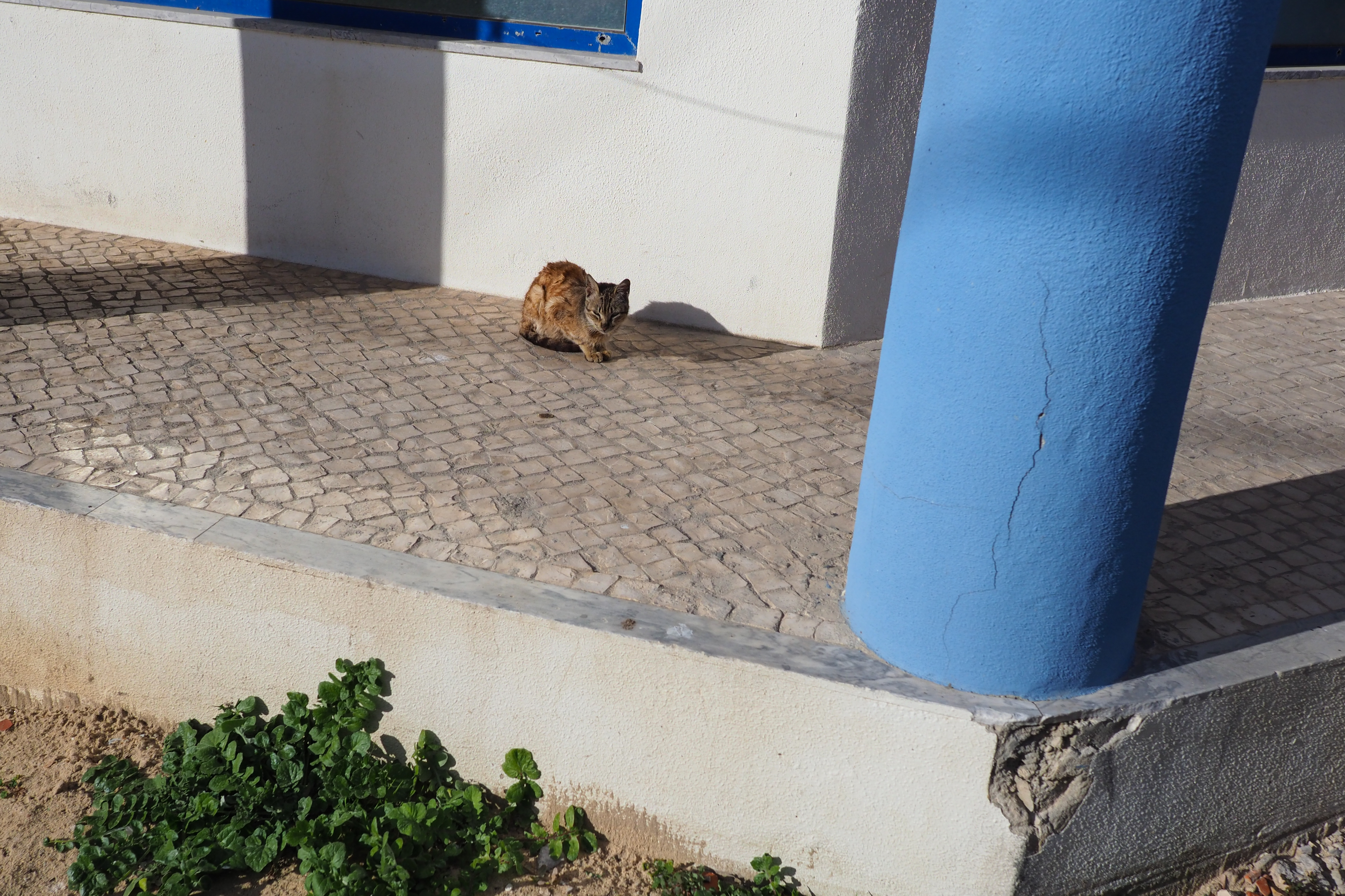 OLYMPUS OM-D E-M1 Mark II / M.ZUIKO DIGITAL ED 17mm F1.2 PRO / 1/6,000秒 / F2.8 / +0.5EV / ISO 200 / 絞り優先AE / 17mm（34mm相当）