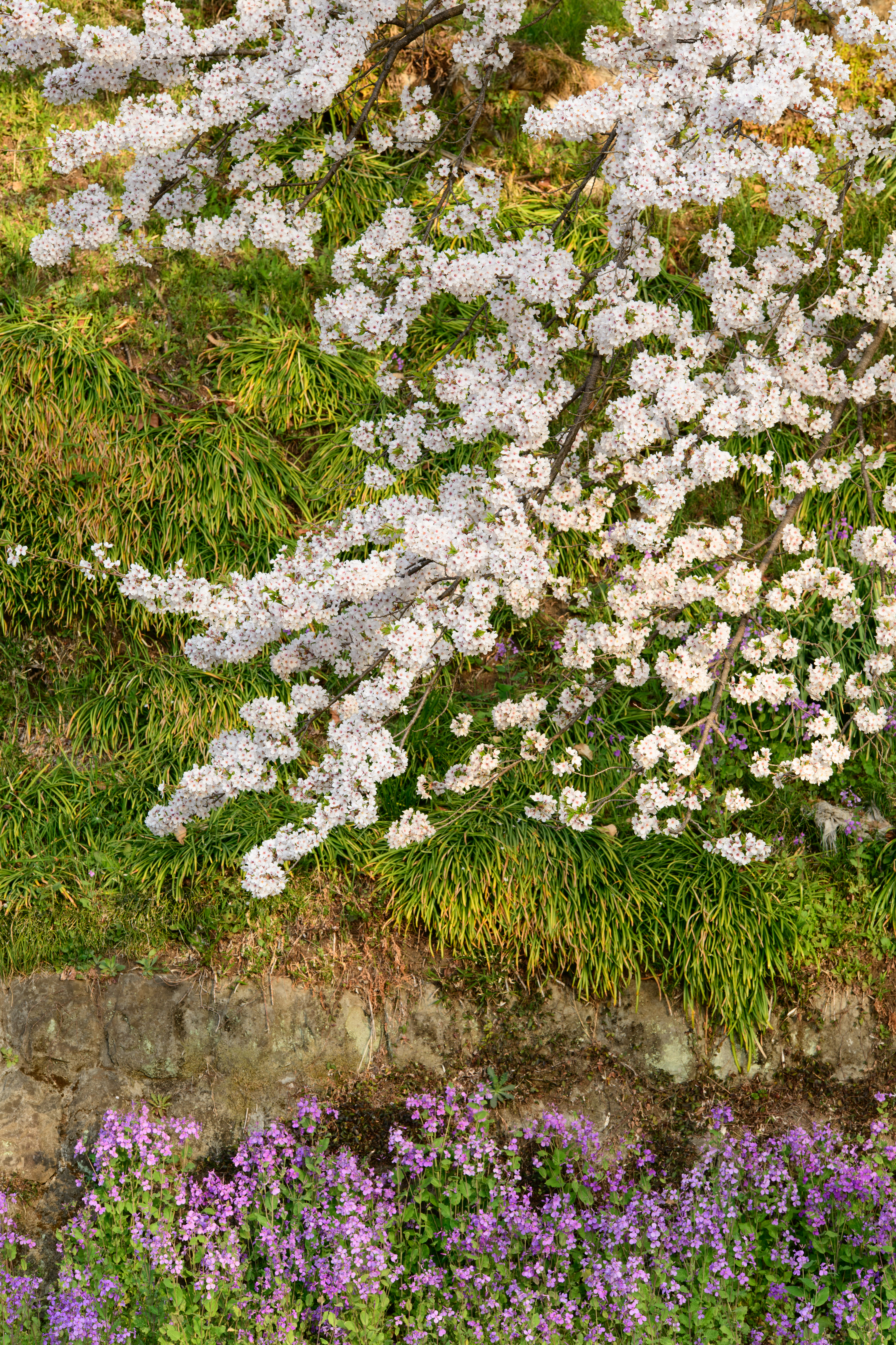 D850 / 70-210mm F/4 Di VC USD / 1/40秒 / F11 / 0EV / ISO 200 / 絞り優先AE / 135mm