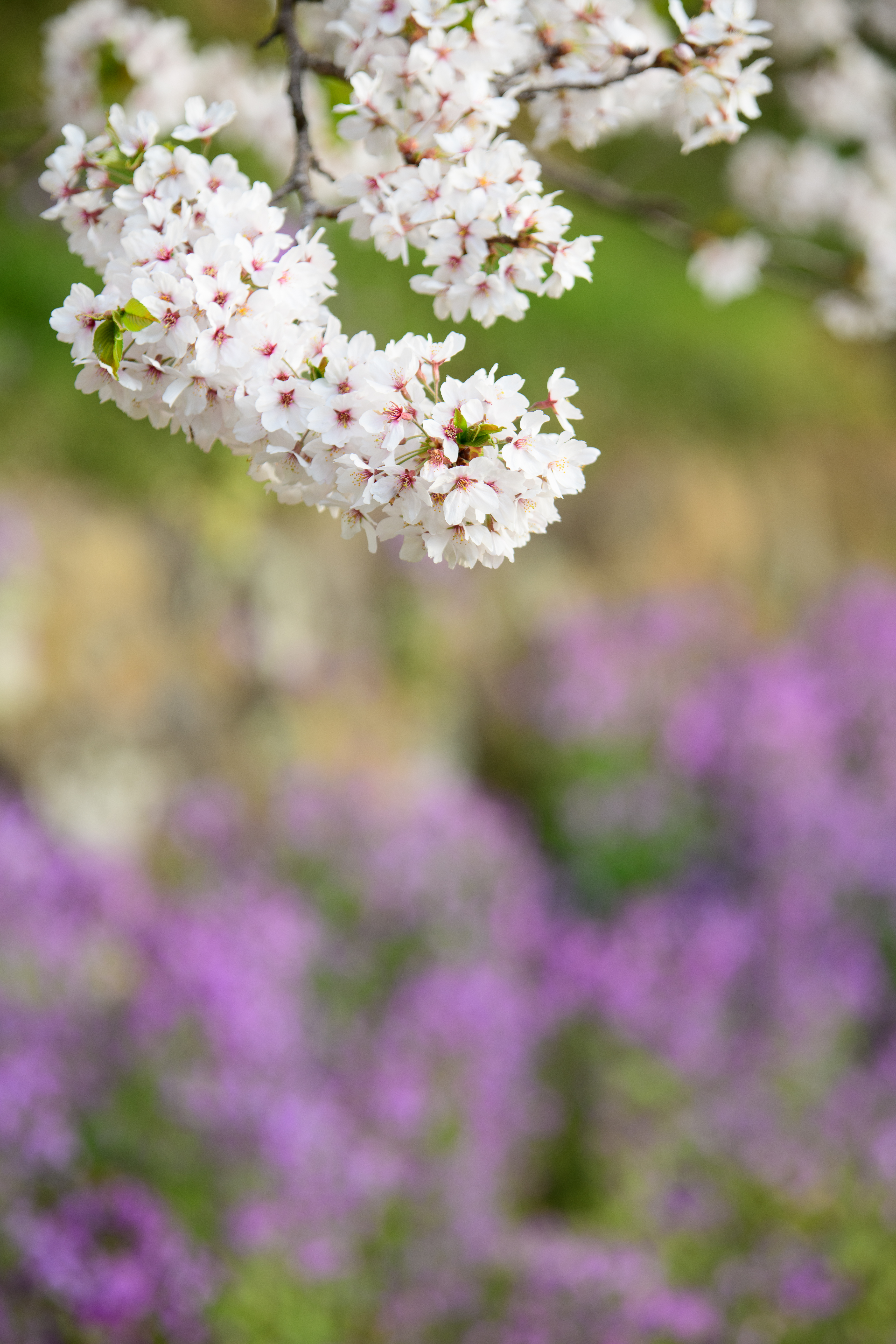 D850 / 70-210mm F/4 Di VC USD / 1/125秒 / F4 / +0.3EV / ISO 100 / 絞り優先AE / 112mm