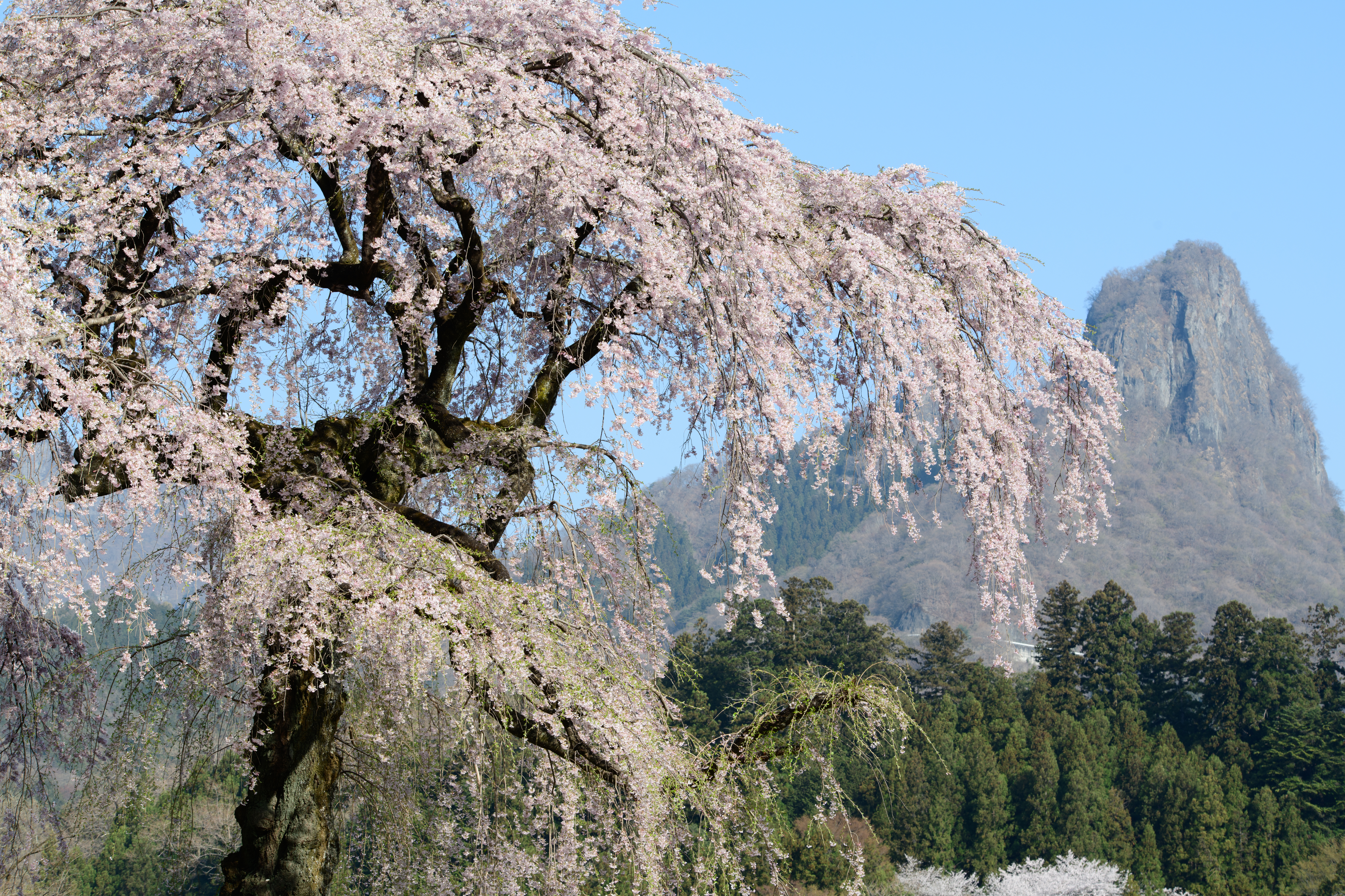 D850 / 70-210mm F/4 Di VC USD / 1/125秒 / F11 / 0EV / ISO 100 / 絞り優先AE / 100mm