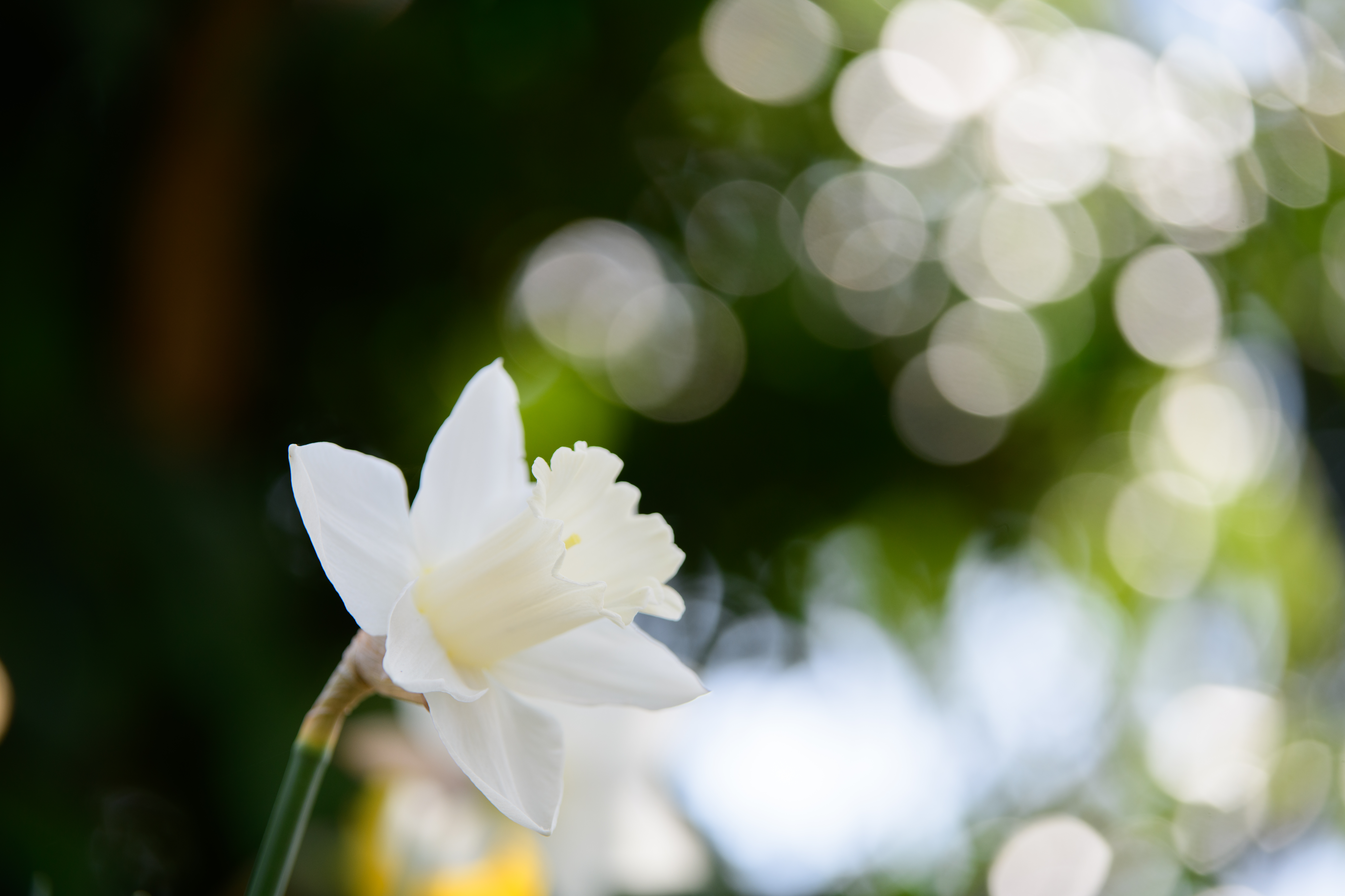 D850 / 70-210mm F/4 Di VC USD / 1/320秒 / F4 / +0.3EV / ISO 100 / 絞り優先AE / 116mm