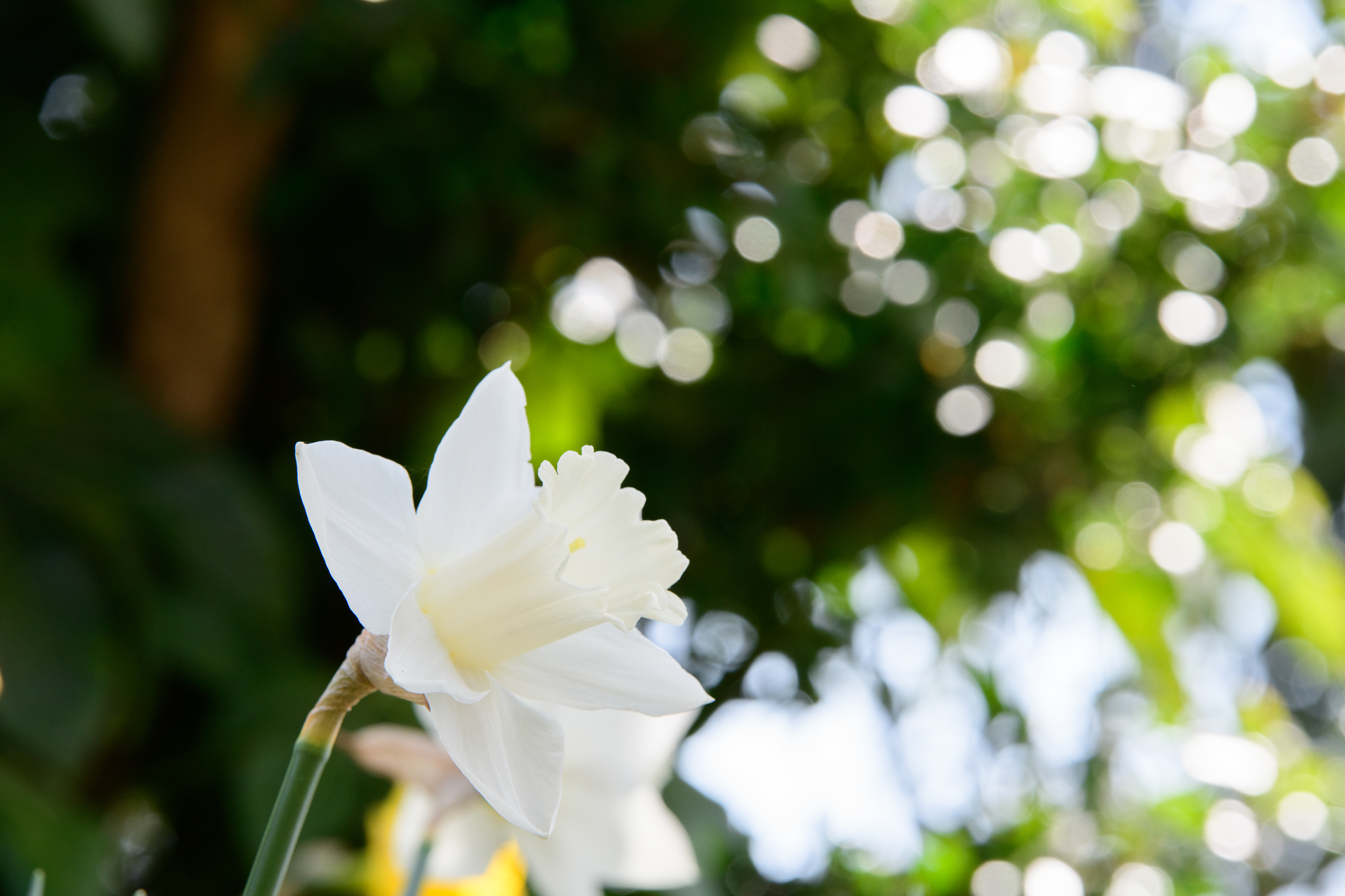 D850 / 70-210mm F/4 Di VC USD / 1/250秒 / F11 / +0.3EV / ISO 640 / 絞り優先AE / 116mm