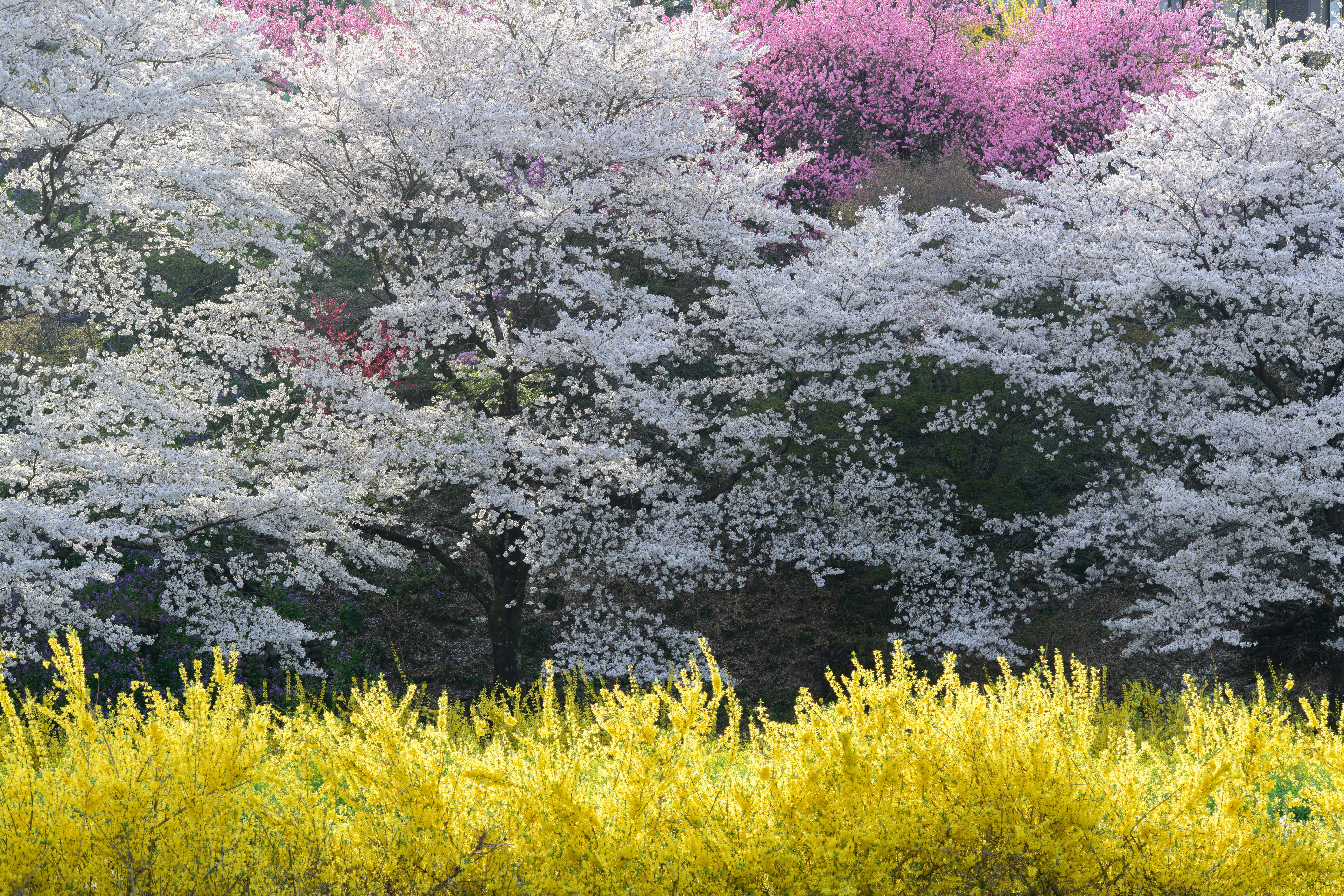 D850 / 70-210mm F/4 Di VC USD / 1/40秒 / F11 / 0EV / ISO 100 / 絞り優先AE / 135mm