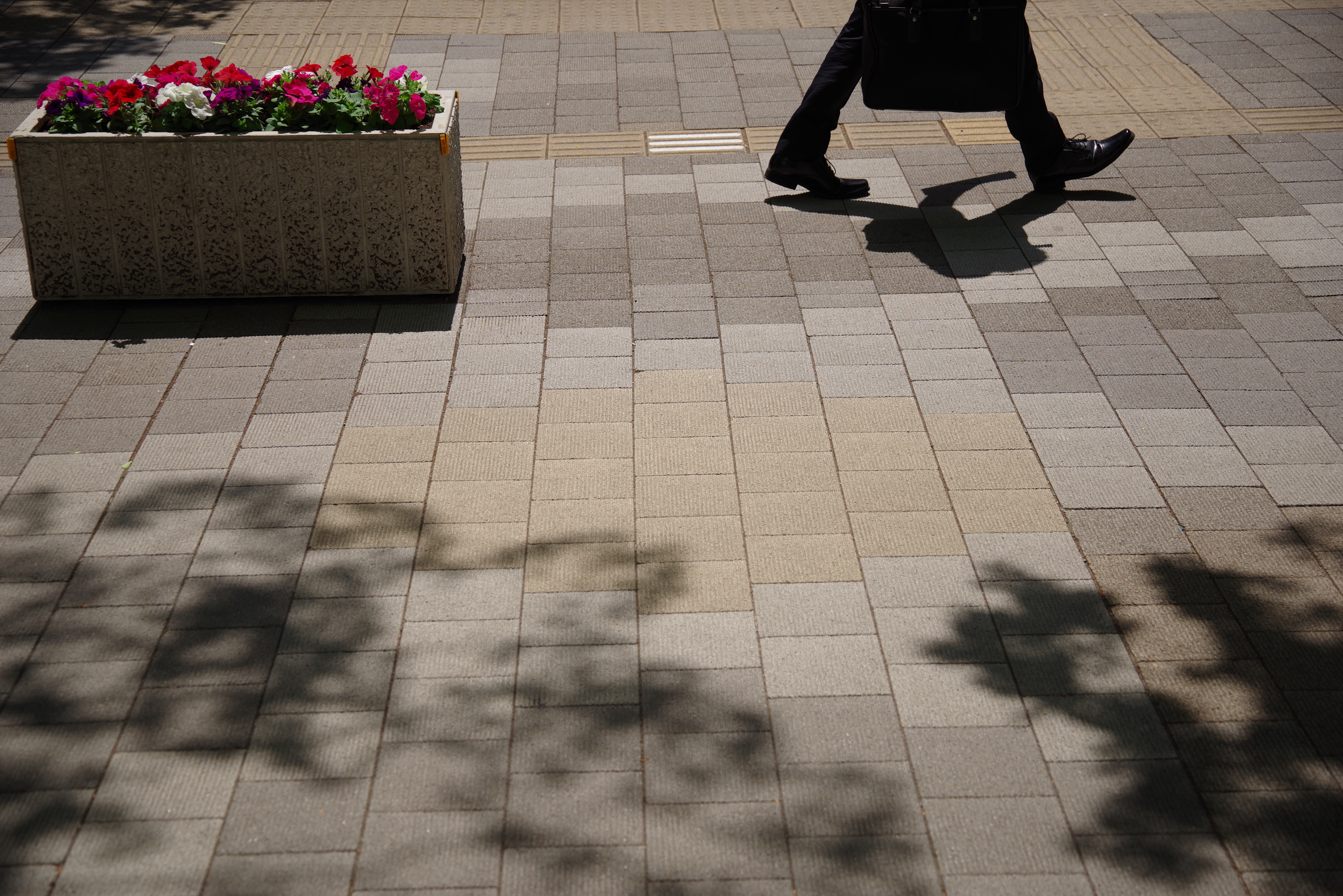 PENTAX K-1 Mark II / HD PENTAX-D FA 28-105mmF3.5-5.6ED DC WR / 1/800秒 / F5 / 0EV / ISO 100 / シャッター優先AE / 58mm