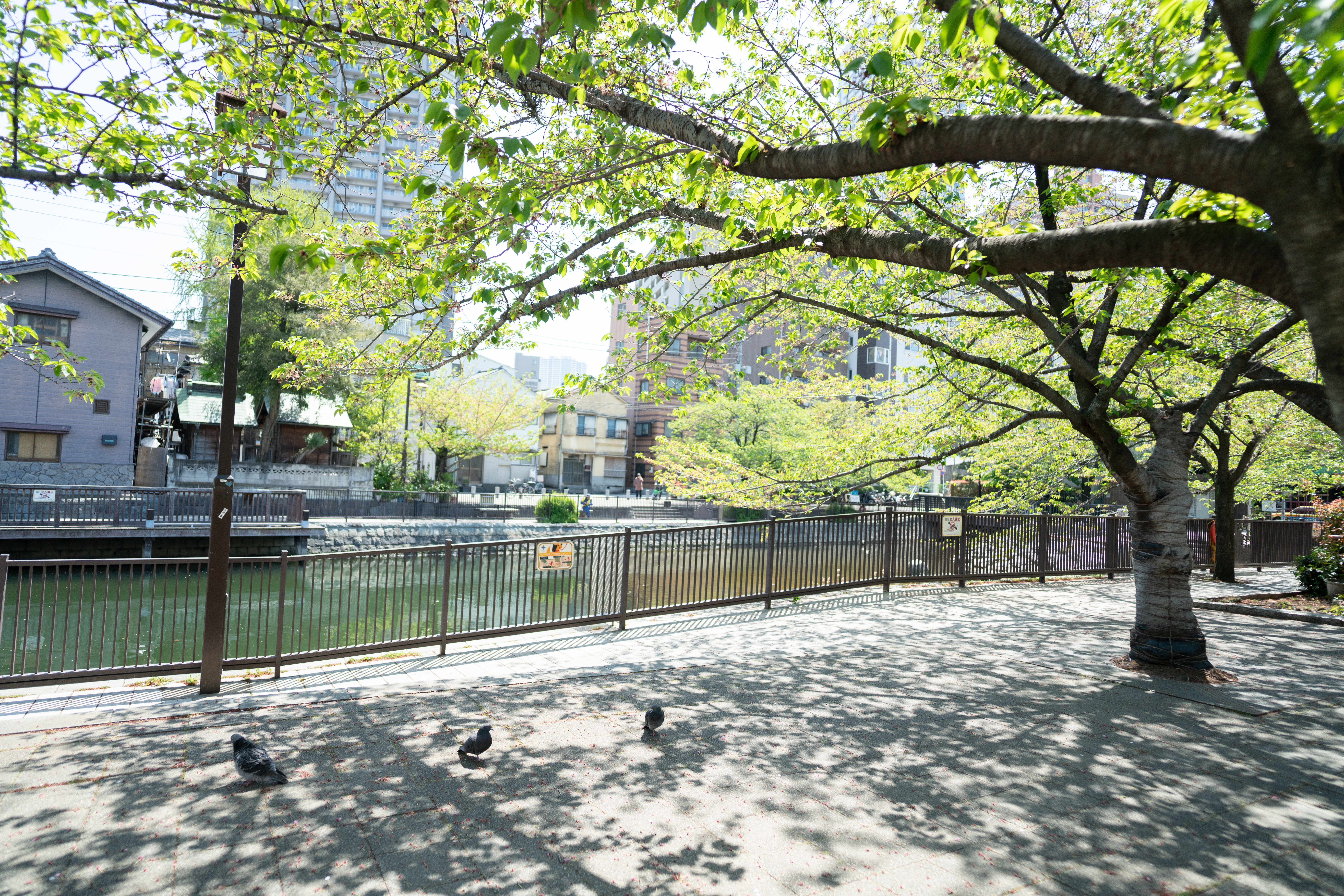 α7R III / FíRIN 20mm F2 FE AF / マニュアル露出（1/4,000秒・F2.5） / ISO 250