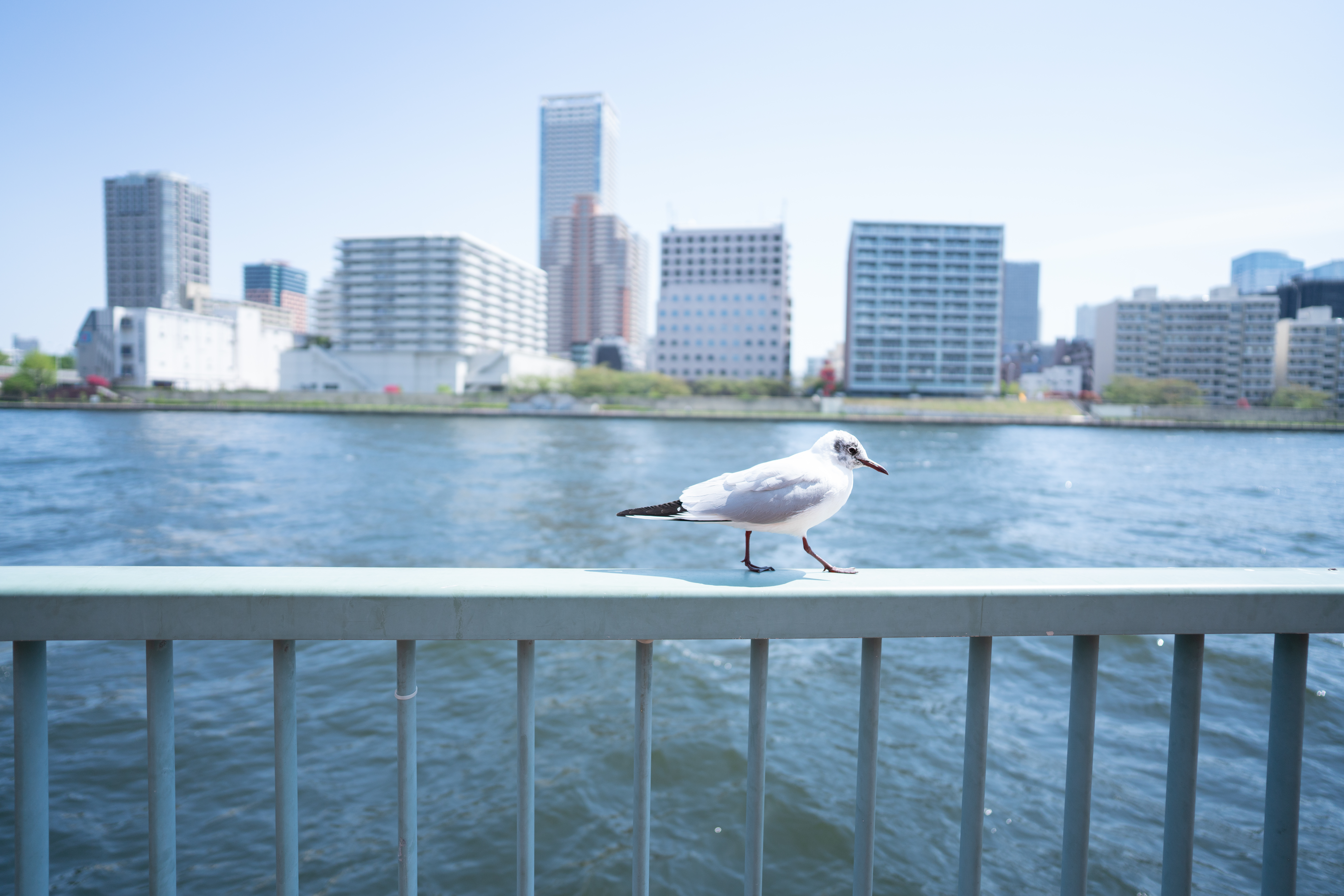 α7R III / FíRIN 20mm F2 FE AF / マニュアル露出（1/4,000秒・F2） / ISO 250