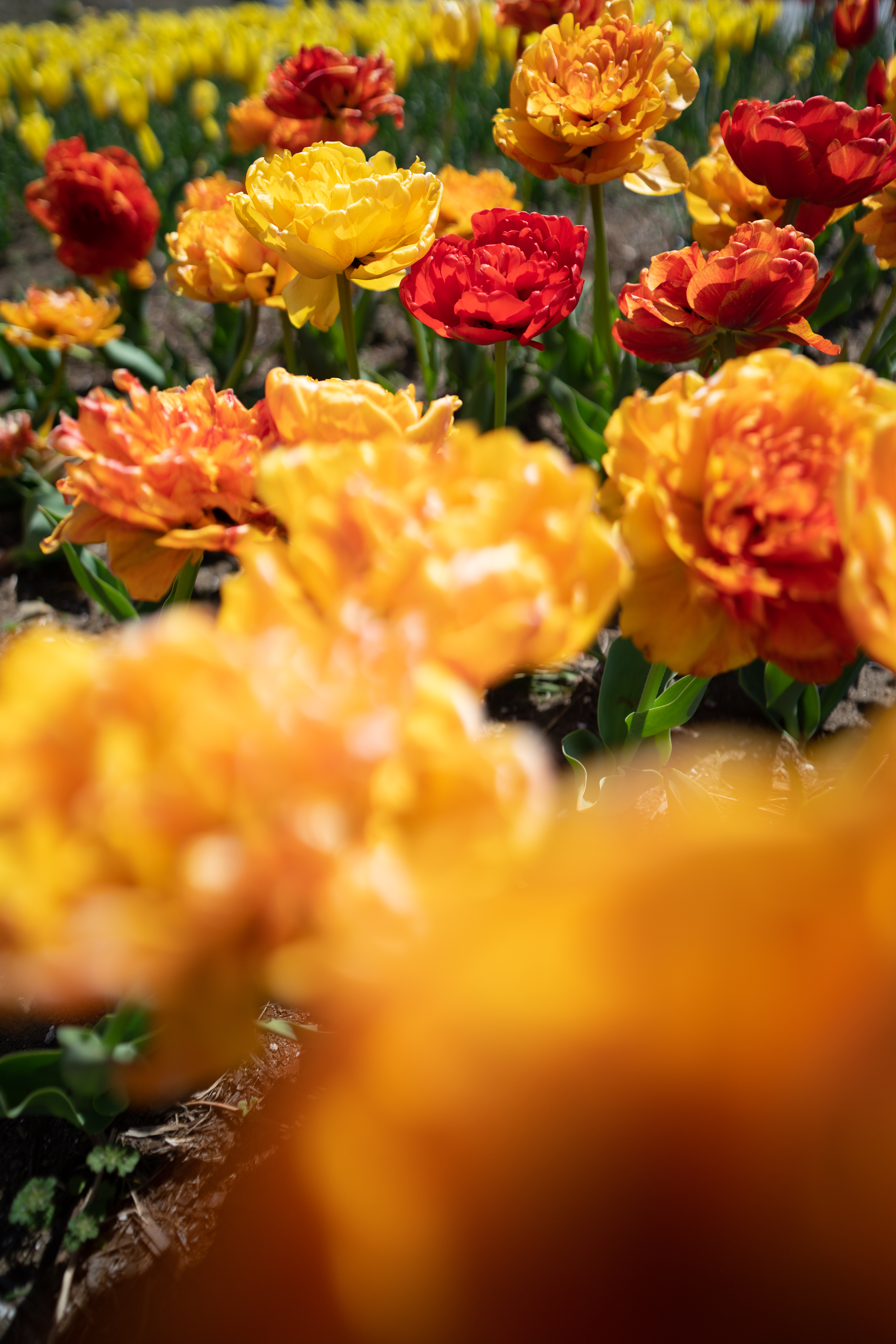 α7R III / FíRIN 20mm F2 FE AF / マニュアル露出（1/8,000秒・F2） / ISO 250