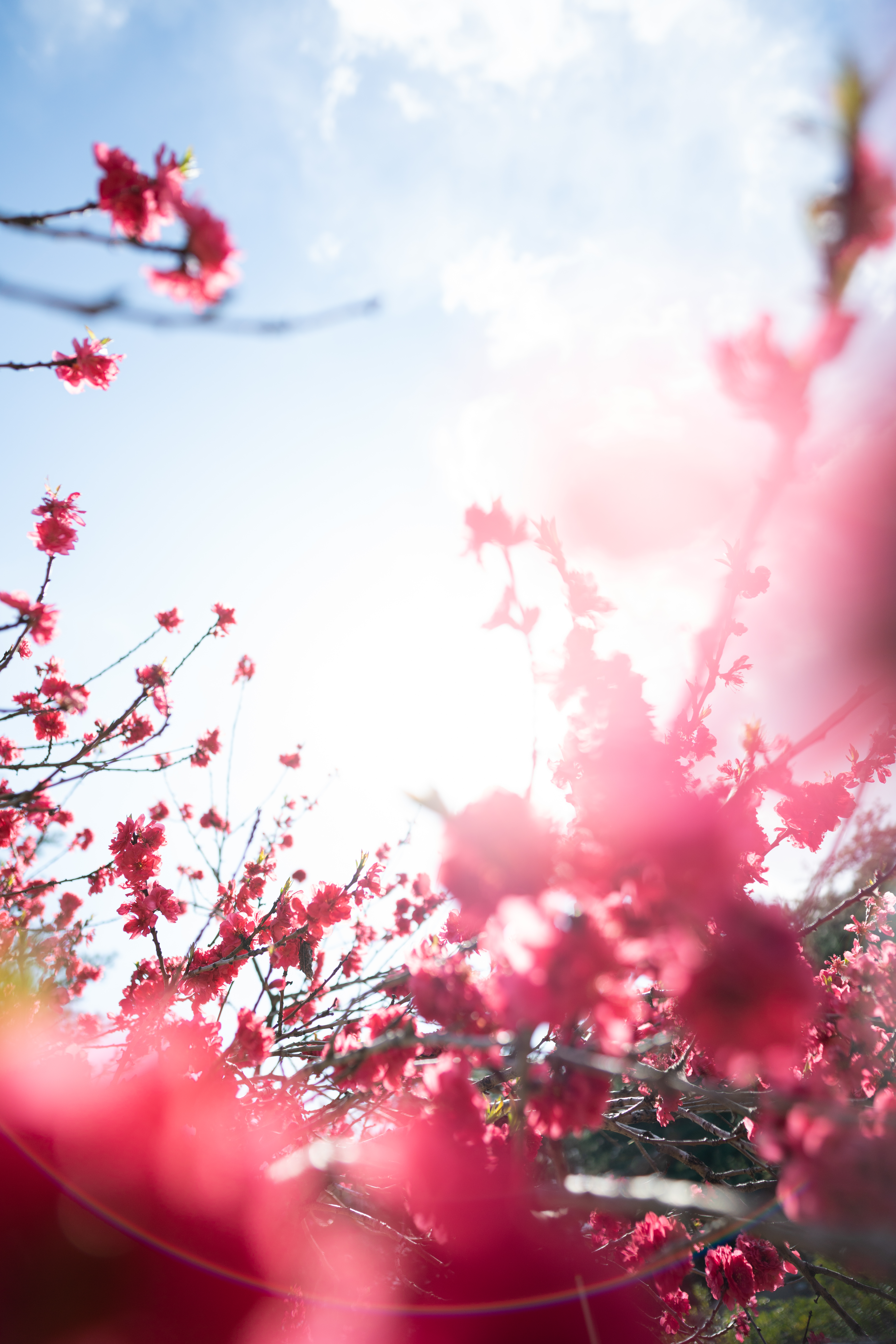 α7R III / FíRIN 20mm F2 FE AF / マニュアル露出（1/2,500秒・F2） / ISO 200