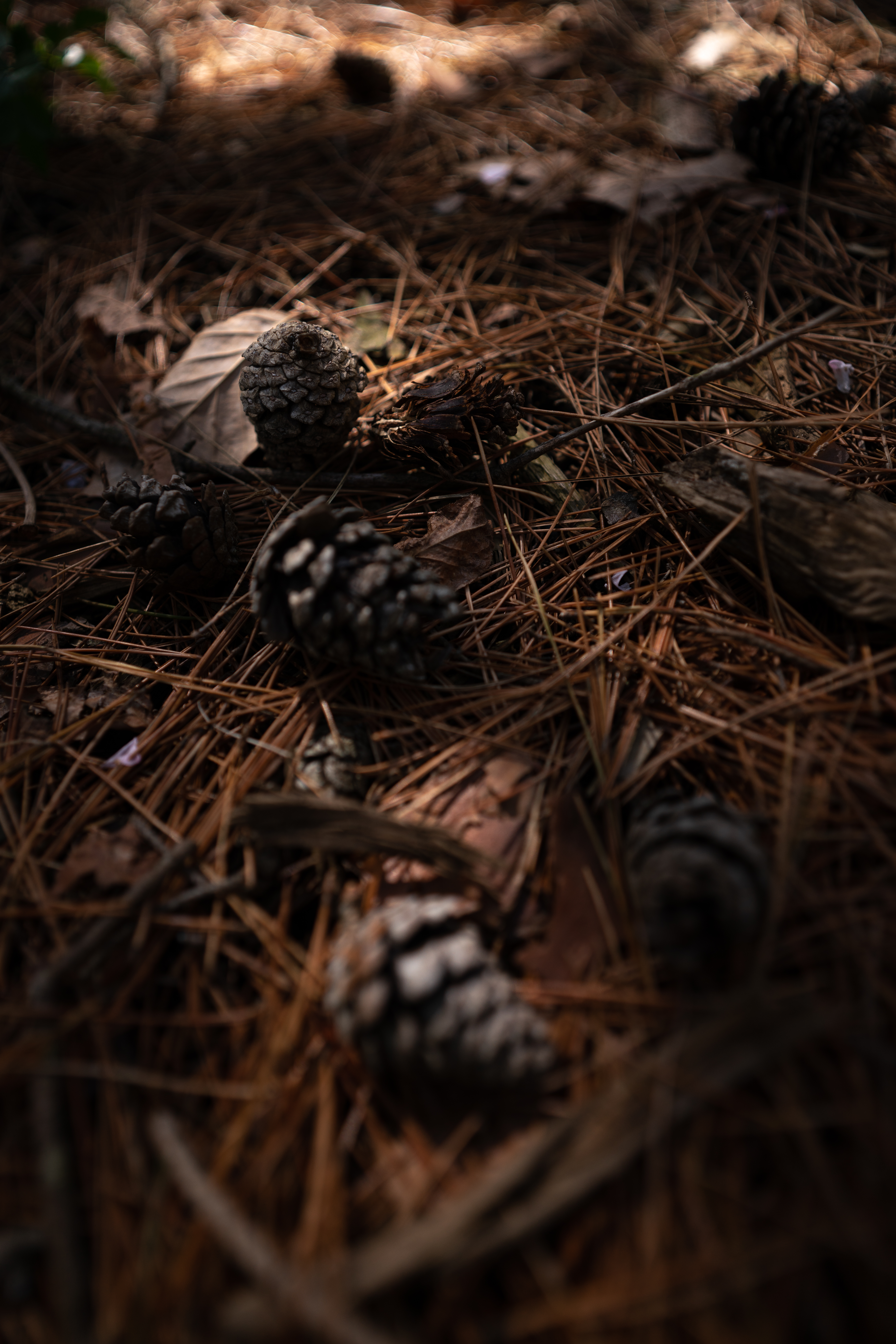 α7R III / FíRIN 20mm F2 FE AF / マニュアル露出（1/1,250秒・F2） / ISO 200