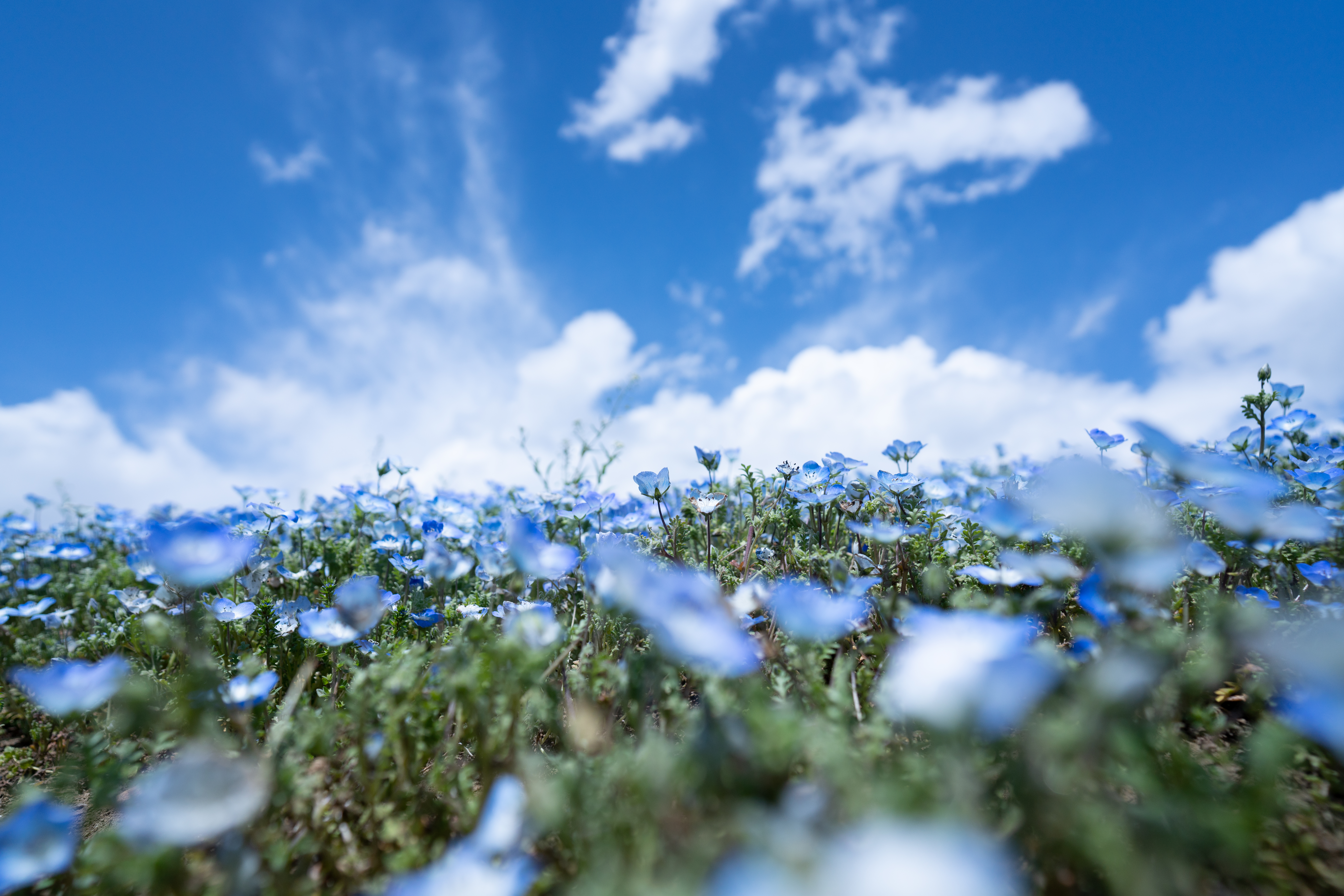 α7R III / FíRIN 20mm F2 FE AF / マニュアル露出（1/5,000秒・F4） / ISO 200