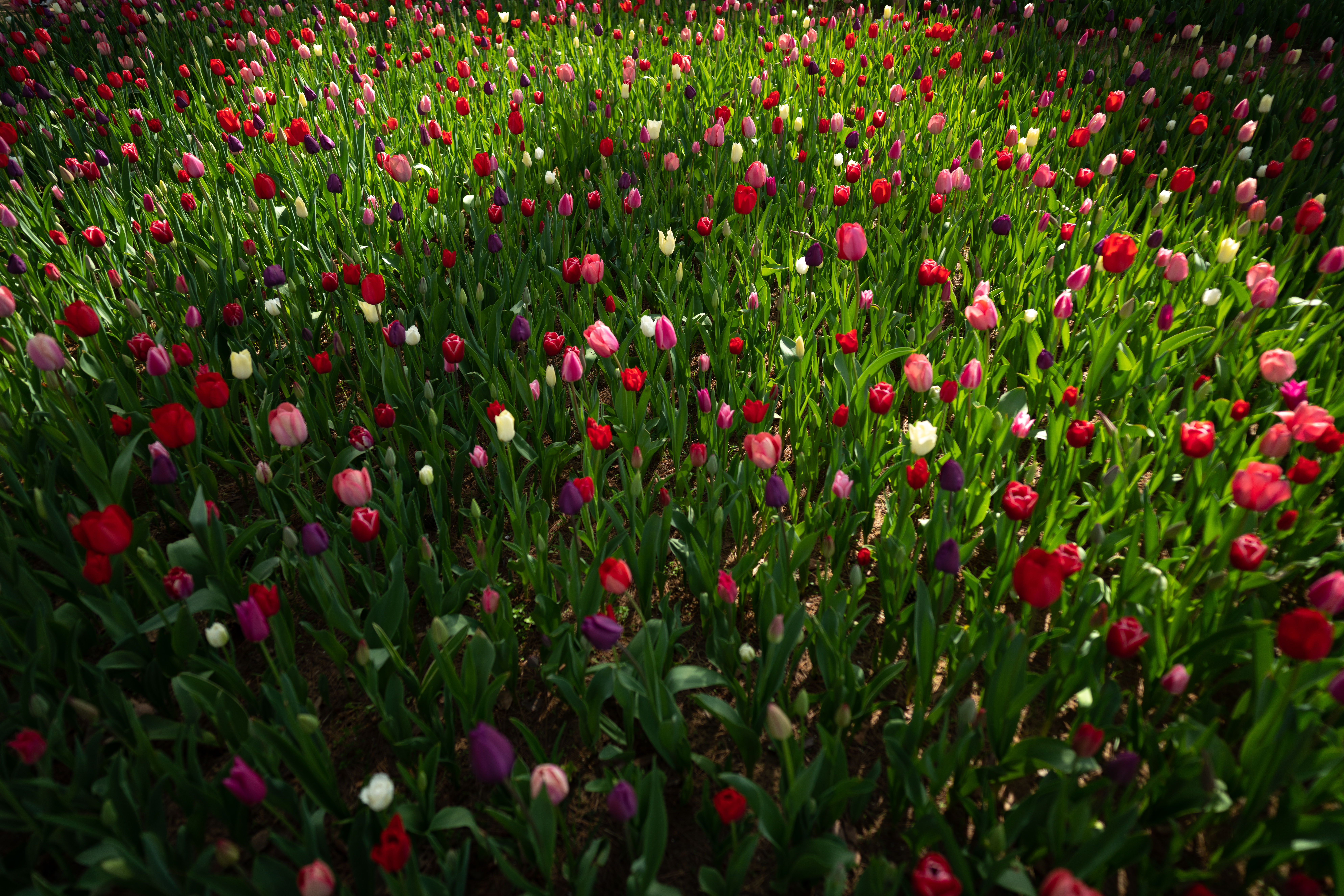 α7R III / FíRIN 20mm F2 FE AF / マニュアル露出（1/1,250秒・F4） / ISO 200