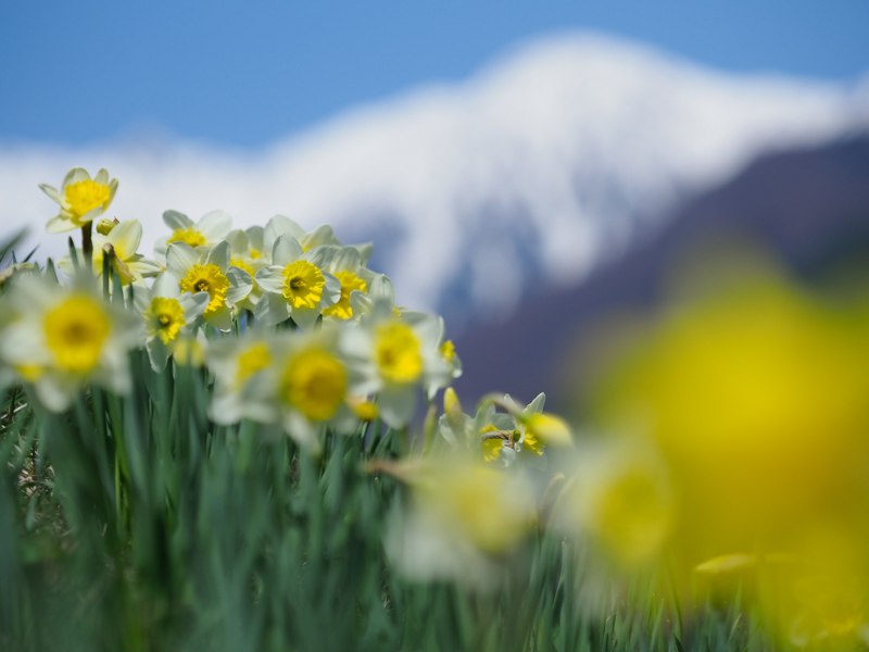 撮影：秦達夫<br><span class="fnt-85">OLYMPUS OM-D E-M1 Mark II / M.ZUIKO DIGITAL ED 40-150mm F2.8 PRO / 1/4,000秒 / F2.8 / +0.3EV / ISO 400 / 絞り優先AE / 106mm</span>