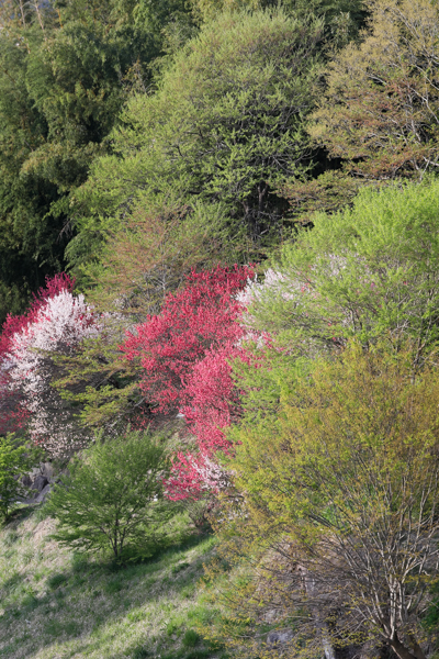 撮影：秦達夫<br><span class="fnt-85">EOS 5D Mark IV / EF100-400mm F4.5-5.6L IS II USM / 1/60秒 / F8 / +0.7EV / ISO 400 / 絞り優先AE / 153mm</span>