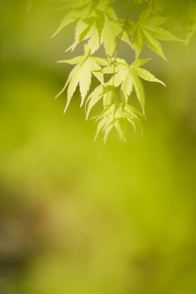 撮影：秦達夫<br><span class="fnt-85">EOS 5D Mark IV / EF100mm F2.8Lマクロ IS USM / 1/2,500秒 / F2.8 / +0.7EV / ISO 400 / 絞り優先AE / 100mm</span>