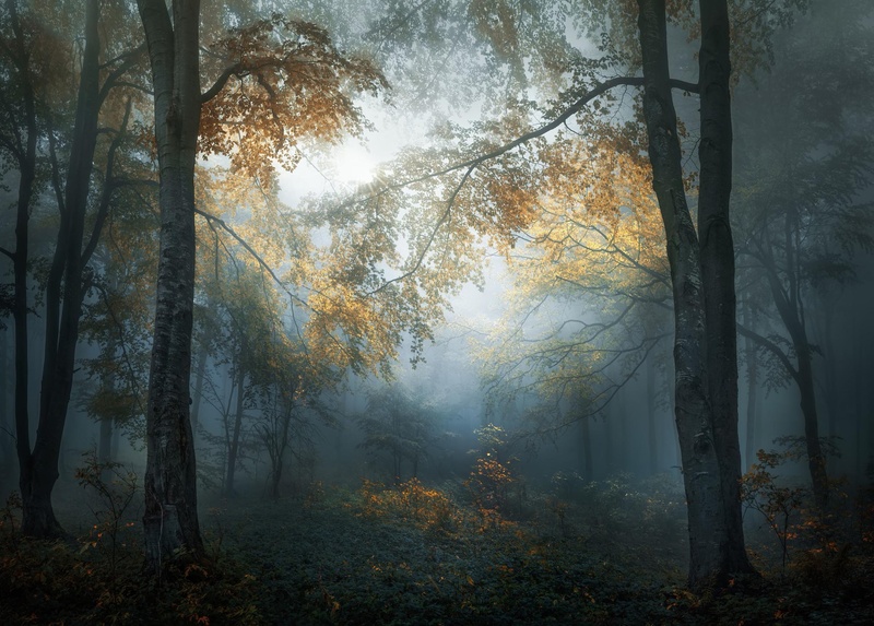 Early Autumn<br><span class="fnt-85">© Veselin Atanasov, courtesy of Sony World Photography Awards 2018</span>