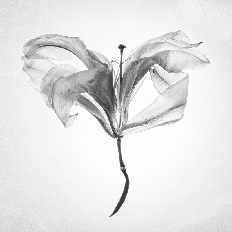 Dead Lilies<br><span class="fnt-85">© Seizo Mori, courtesy of Sony World Photography Awards 2018</span>