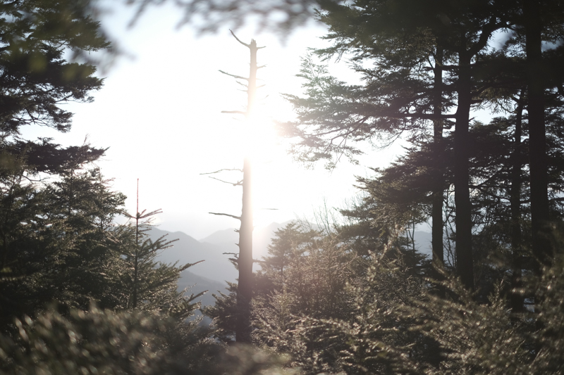 夕暮れ時の柔らかい光をフィルムシミュレーション「エテルナ」で表現。森の気配を感じる。<br><span class="fnt-85">X-H1 / XF35mmF1.4 R / 35mm（53mm相当） / 絞り優先AE（1/8,000秒・F1.4・±0EV） / ISO 200</span>