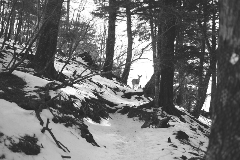 雲取山頂直下で出合った鹿。この登山道周辺は狩猟禁止のためか人を恐れる素振りもなく、しばらく私のそばにいた。<br><span class="fnt-85">X-H1 / XF35mmF1.4 R / 35mm（53mm相当） / 絞り優先AE（1/800秒・F2.0・±0EV） / ISO 200</span>