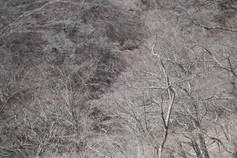 フィルムシミュレーション「エテルナ」で撮影。冬枯れ模様にはエテルナがよく合う。またひとつX-H1を使う理由が見つかった。<br><span class="fnt-85">X-H1 / XF35mmF1.4 R / 35mm（53mm相当） / 絞り優先AE（1/4,400秒・F1.4・-0.3EV） / ISO 200</span>