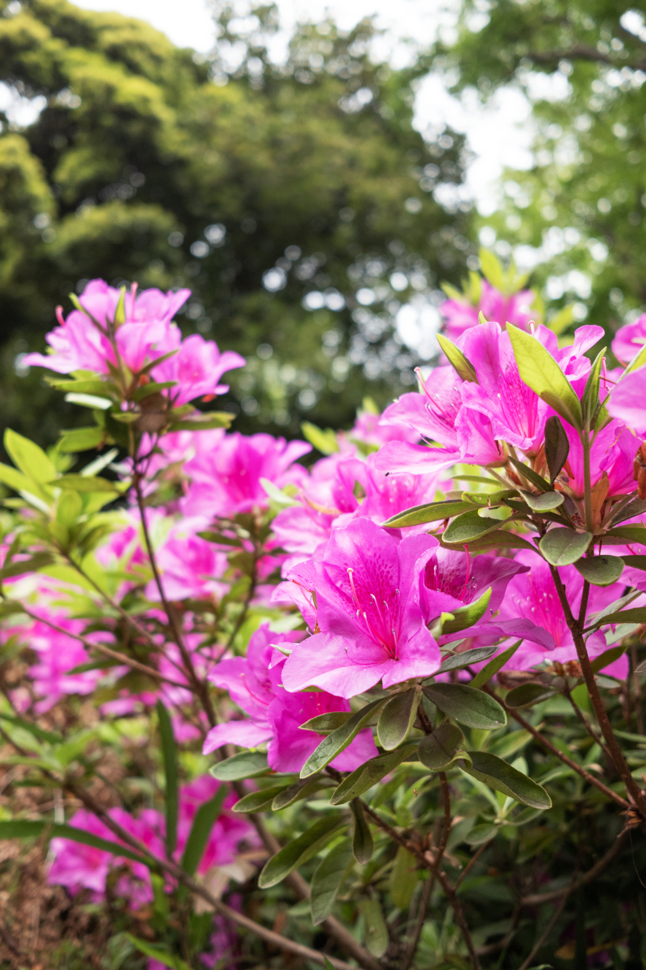 18mmでF2.8ということであまり大きなボケは期待できないが、最短撮影距離付近ならこのくらいは背景をボカせる。ライカCL / ISO800 / F2.8 / 1/400秒 / WB:オート