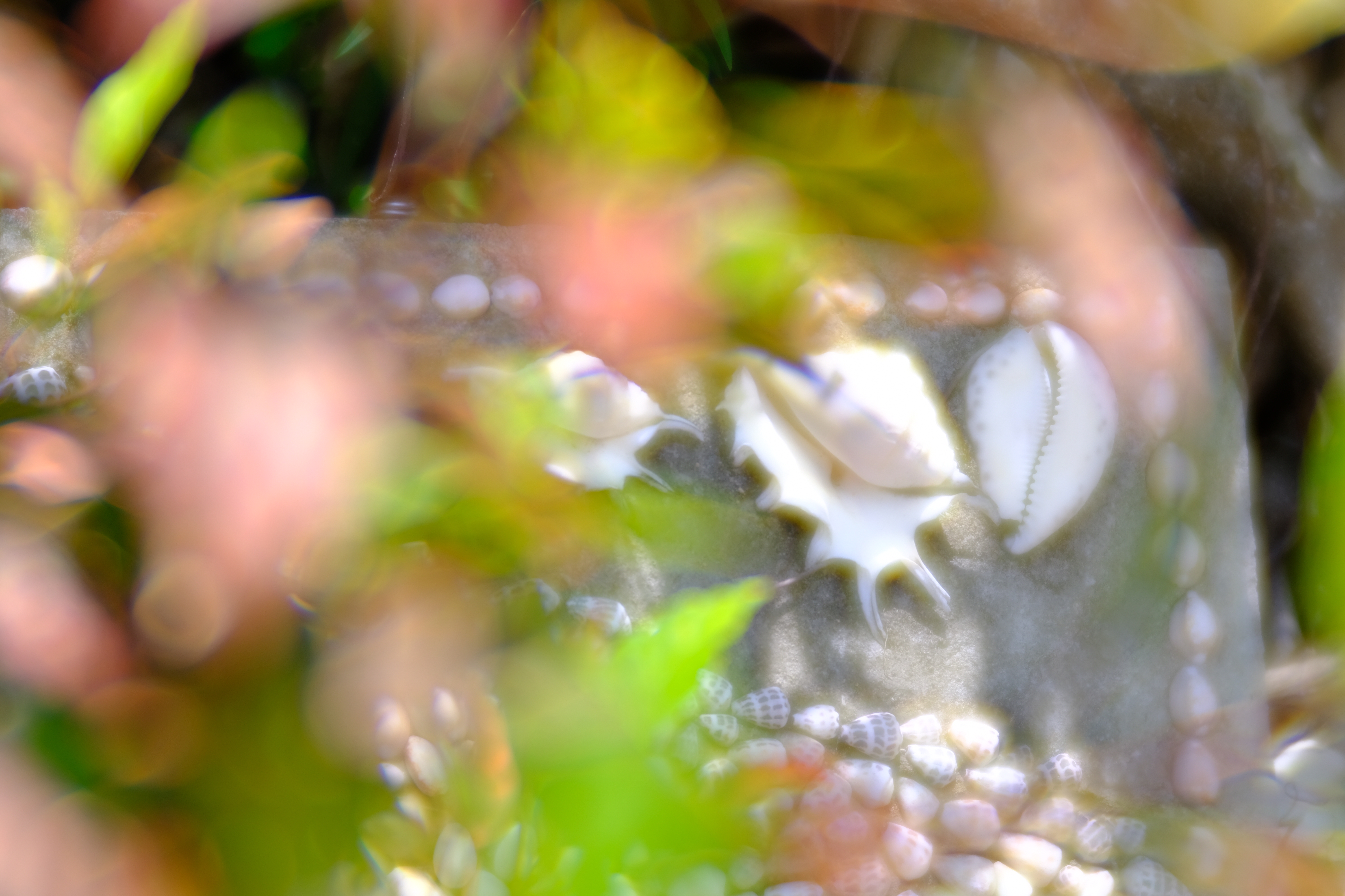 X-E3 / Velvet 85 / 1/2,700秒 / F1.8 / +1EV / ISO 200 / 絞り優先AE / フィルムシミュレーション：Velvia