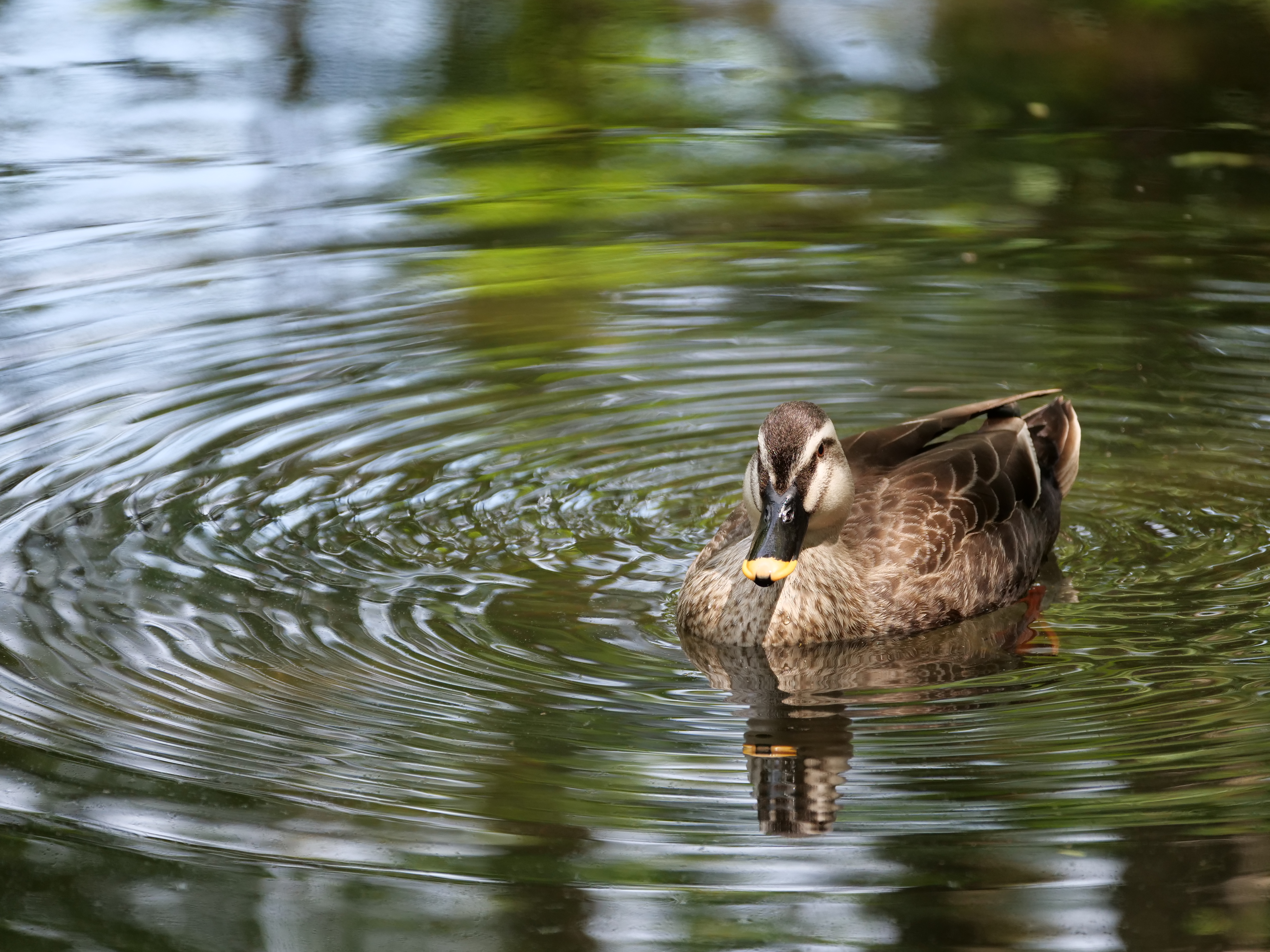 LUMIX G9 PRO / LEICA DG VARIO-ELMARIT 50-200mm / F2.8-4 ASPH. / POWER O.I.S. / 1/500秒 / F4 / 0EV / ISO 500 / プログラムAE / 200mm