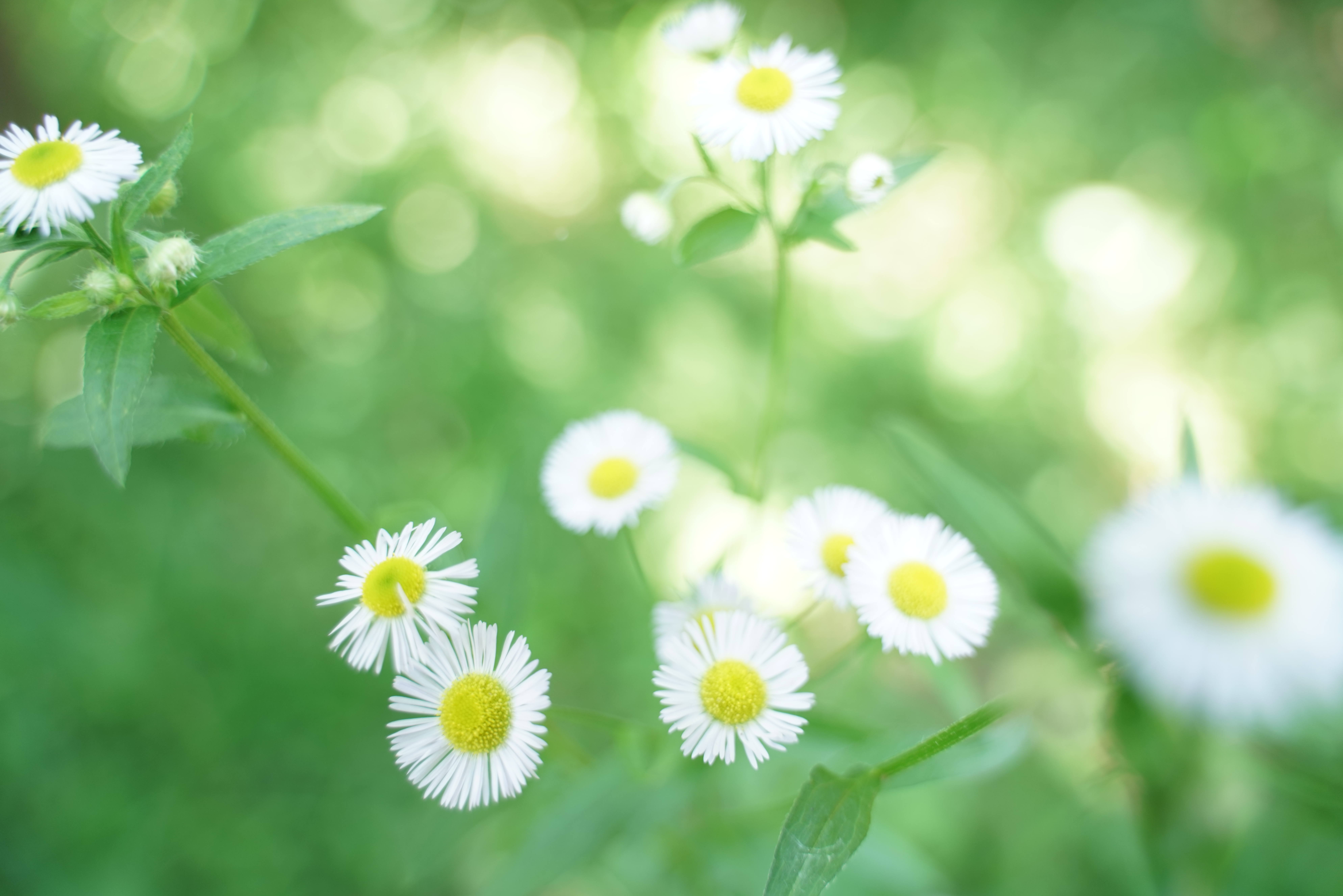 α7R III / 28-75mm F/2.8 Di III RXD / 1/80秒 / F2.8 / 0EV / ISO 400 / マニュアル露出 / 28mm