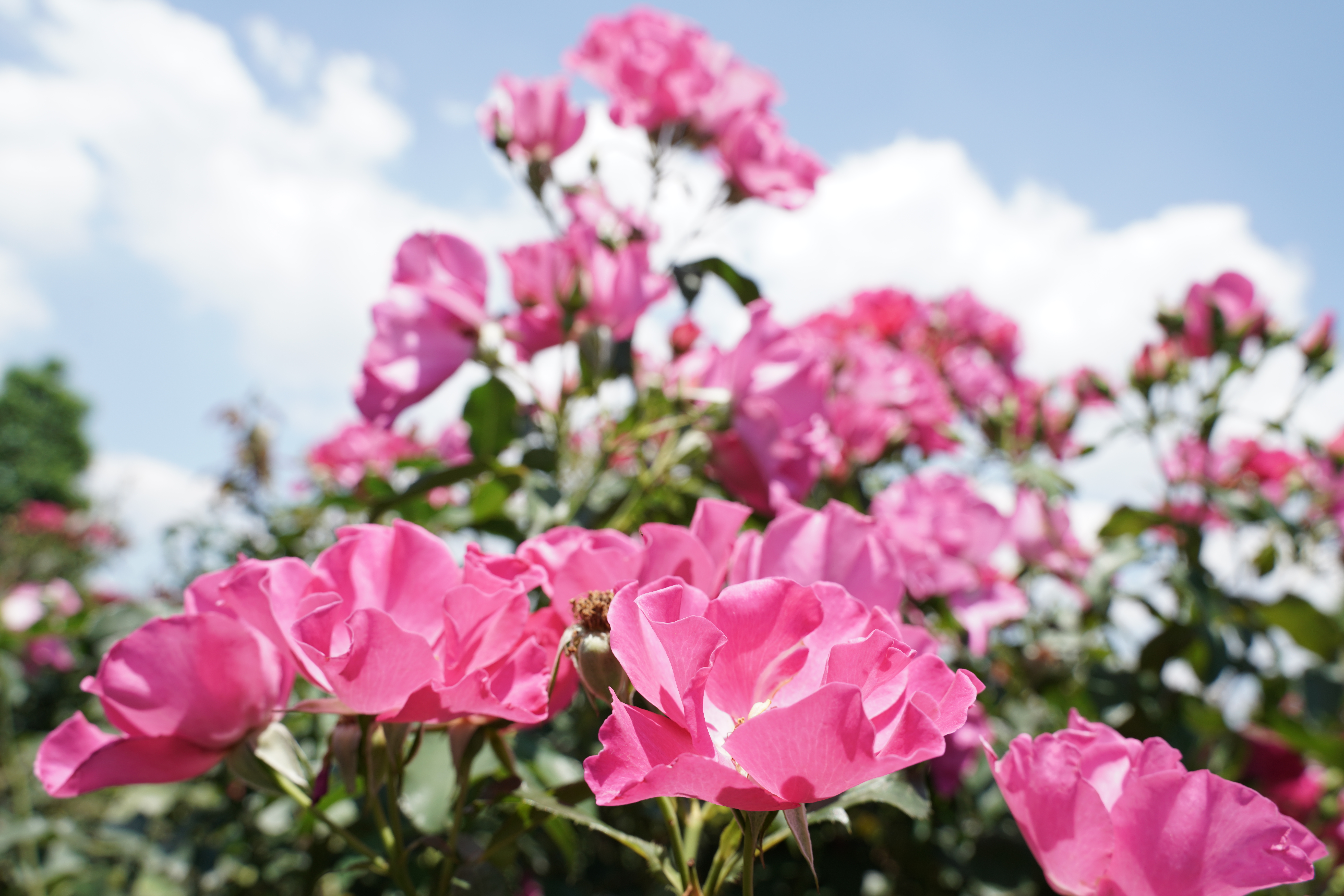 α7R III / 28-75mm F/2.8 Di III RXD / 1/320秒 / F8 / 0EV / ISO 200 / マニュアル露出 / 28mm