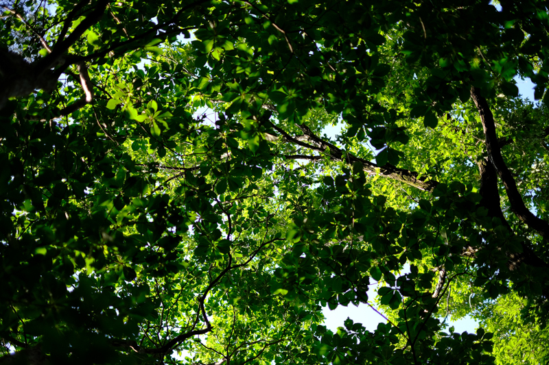 狭山丘陵を訪れたのは5月、新緑の時期。緑が綺麗な季節だ。普段はあまり使わない私だが、さすがにフィルムシミュレーションをVelviaに変えた。<br><span class="fnt-85">X-Pro2 / XF35mmF1.4 R / 35mm（53mm相当） / 絞り優先AE（1/1,500秒・F1.4・±0EV） / ISO 200</span>
