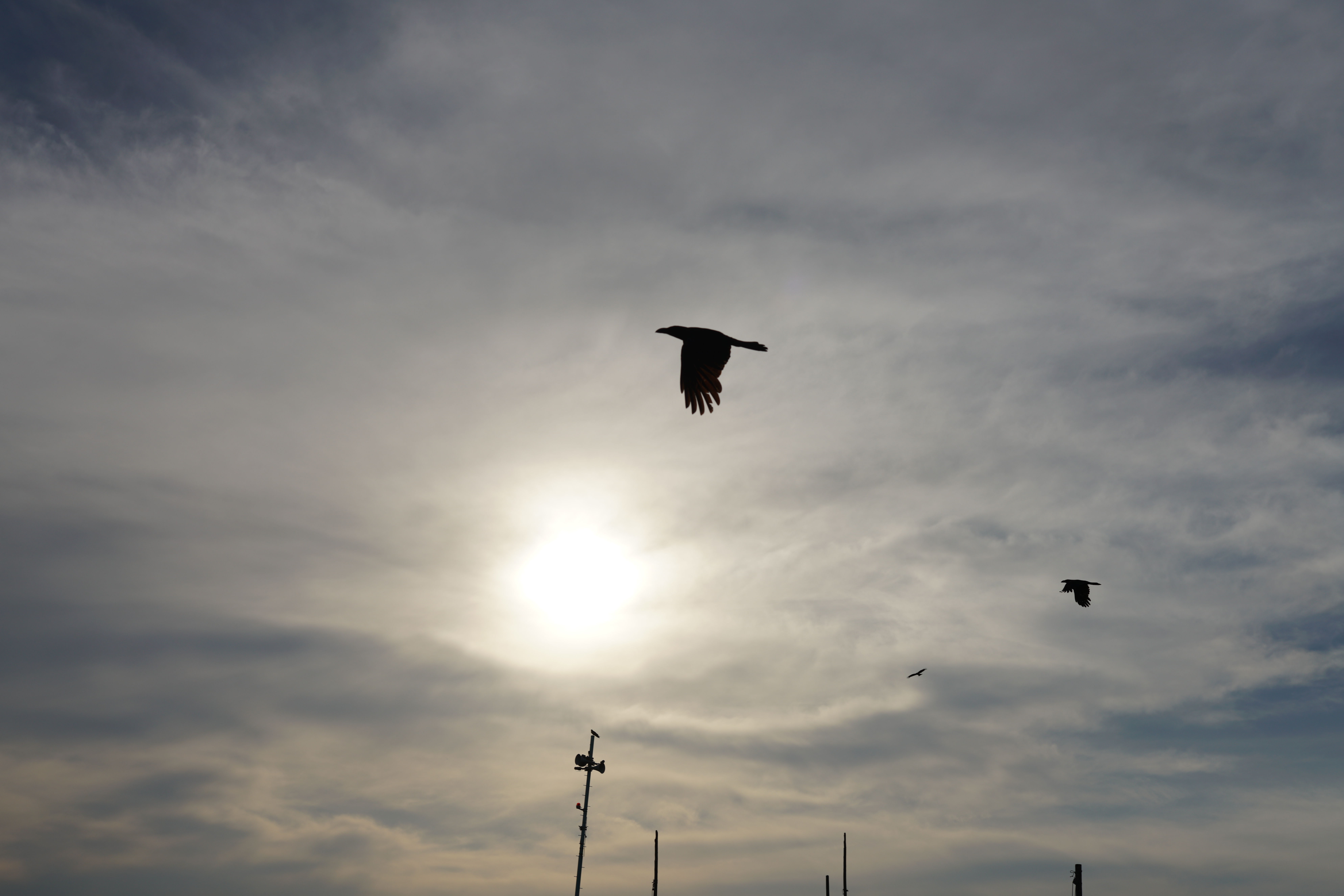 α7R II / SIGMA 50mm F1.4 DG HSM / 1/2,000秒 / F5.6 / -0.7EV / ISO 100 / 絞り優先AE / 50mm