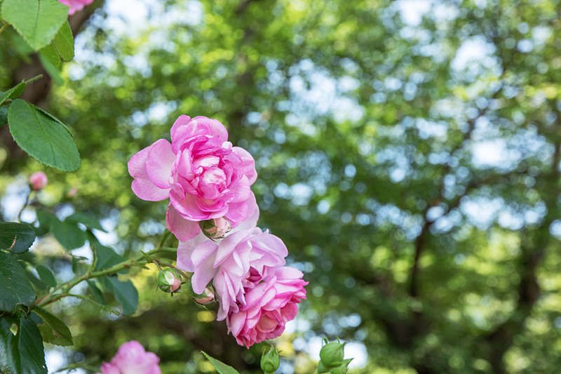 23mm側、絞り開放のボケ味はこんな感じ。ライカCL / ISO400 / F4.5 / 1/250秒 / WB:オート / 23mm