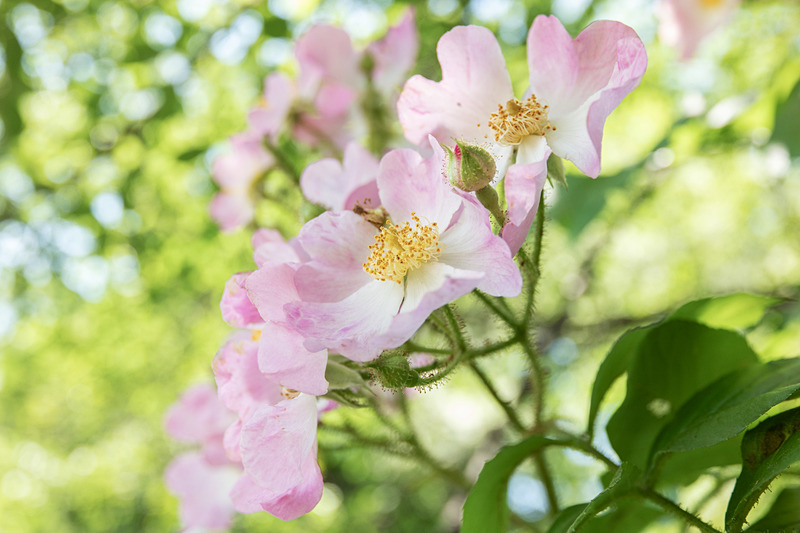近接能力は優秀でもう少し寄れる。広角独特のダイナミックな接写が可能。ライカCL / ISO400 / F4.5 / 1/200秒 / WB:オート / 23mm