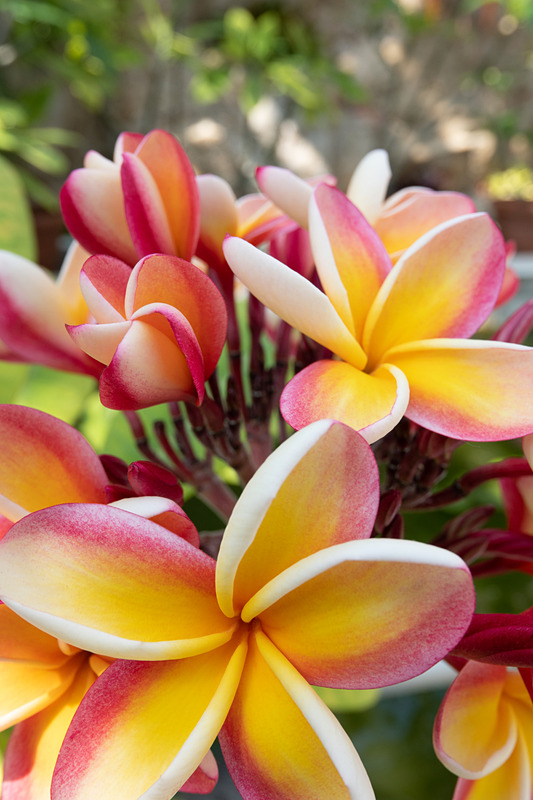 カメラ側の画作りもあるが、質感再現は本当にスゴイ。ライカCL / ISO125 / F8 / 1/125秒 / WB:オート / 23mm